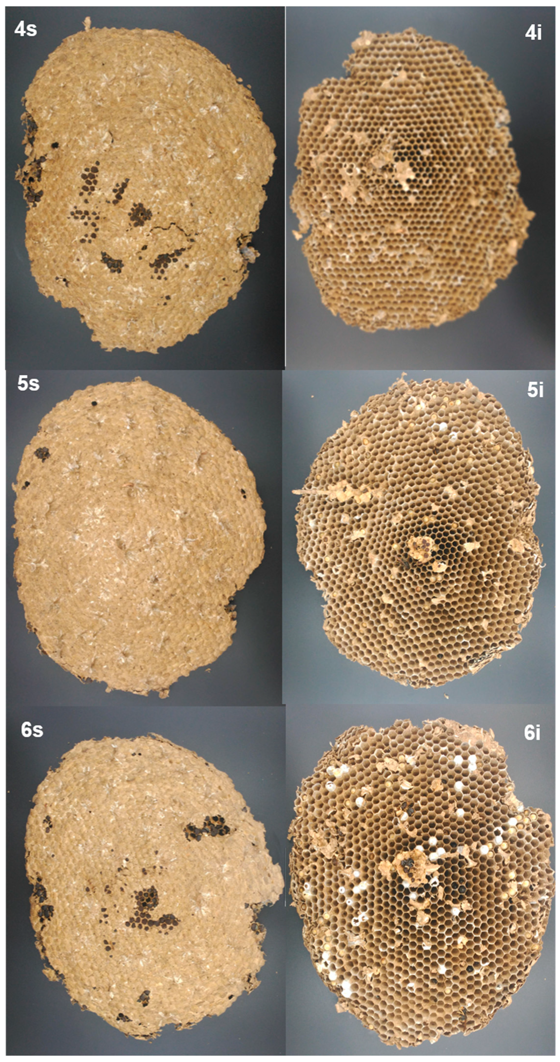 Insects 10 00237 g004b