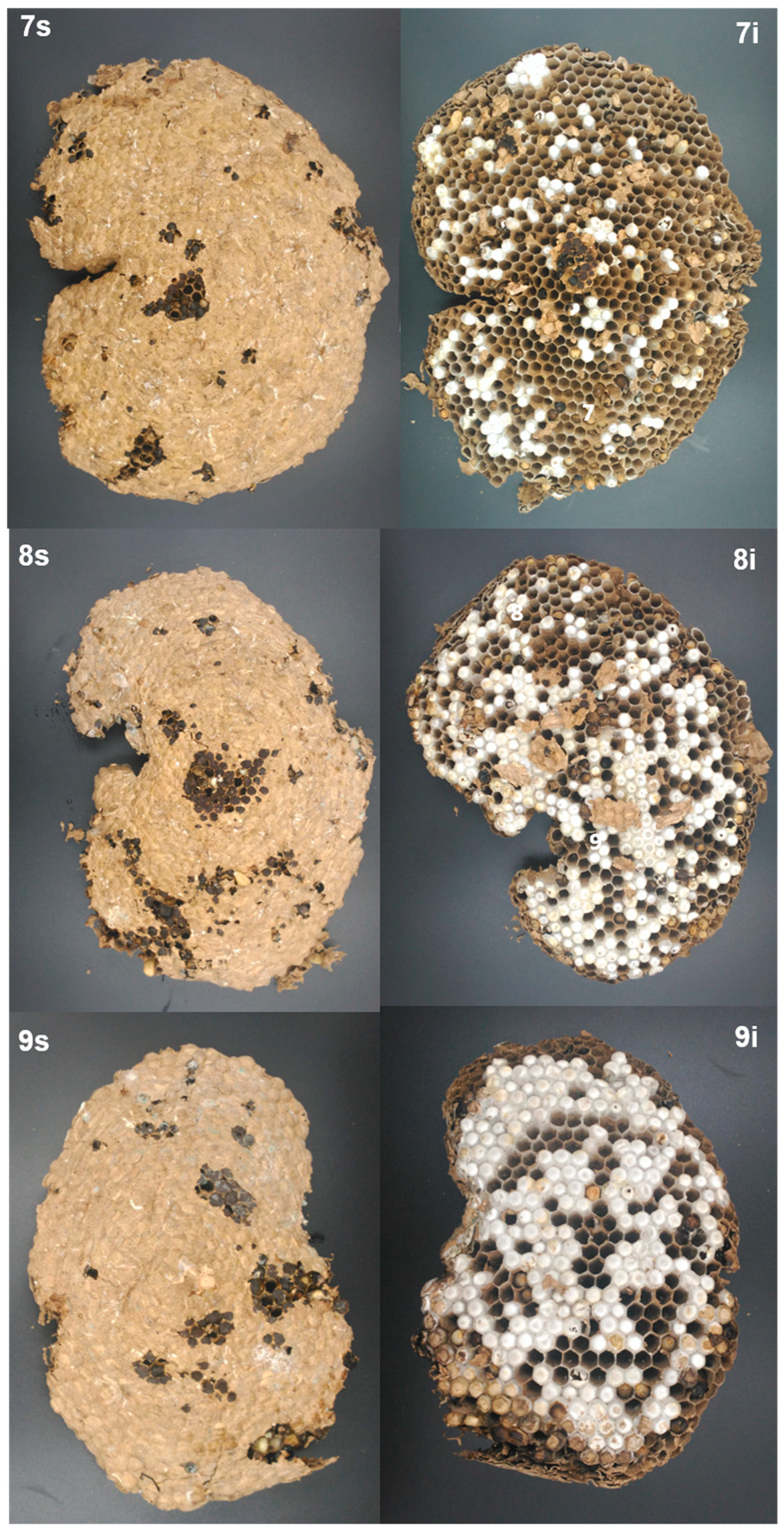 Insects 10 00237 g004c