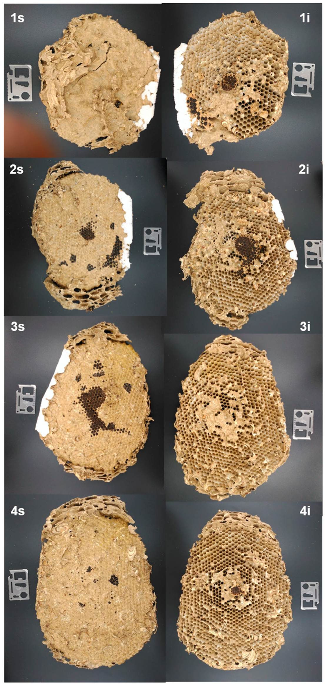 Insects 10 00237 g005a