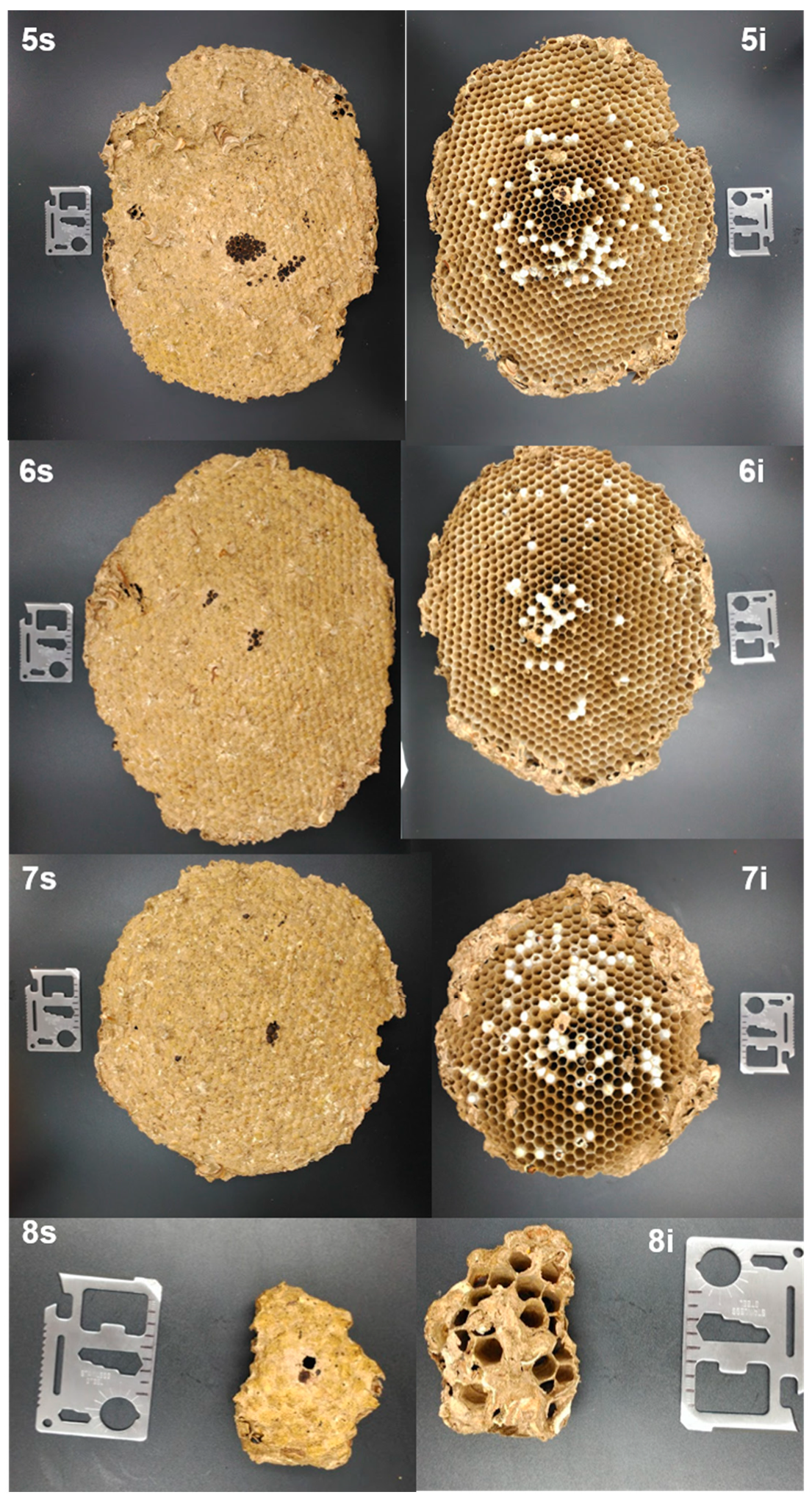Insects 10 00237 g005b