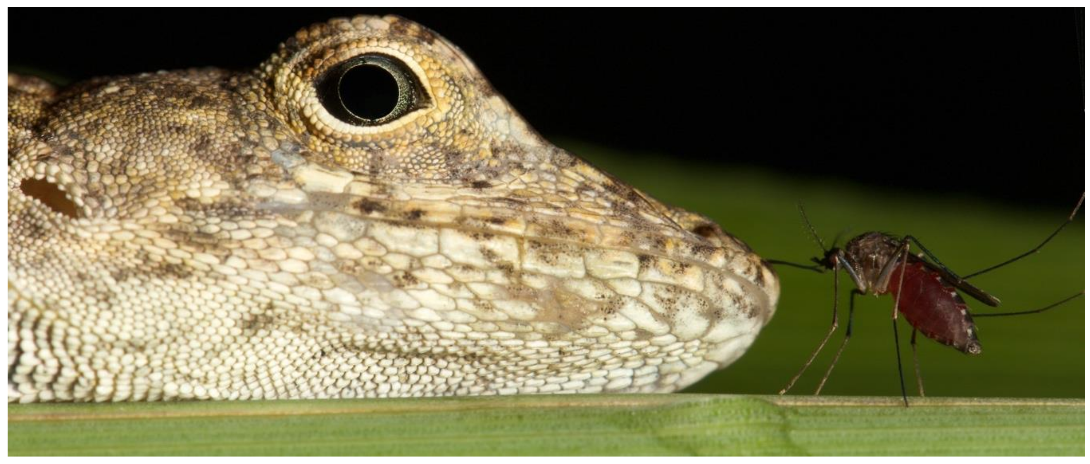 Insects 10 00239 g003