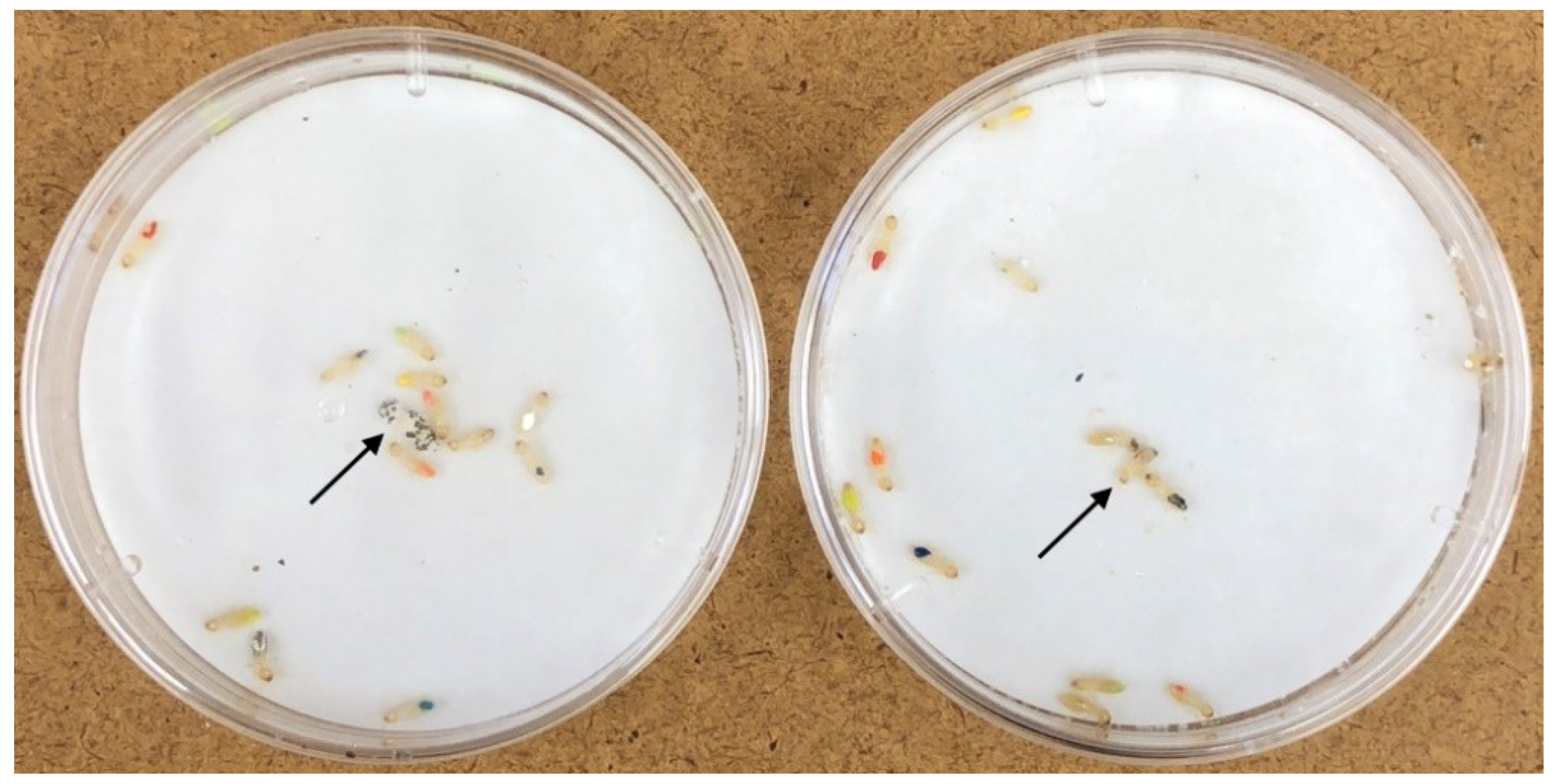 Insects 10 00240 g001