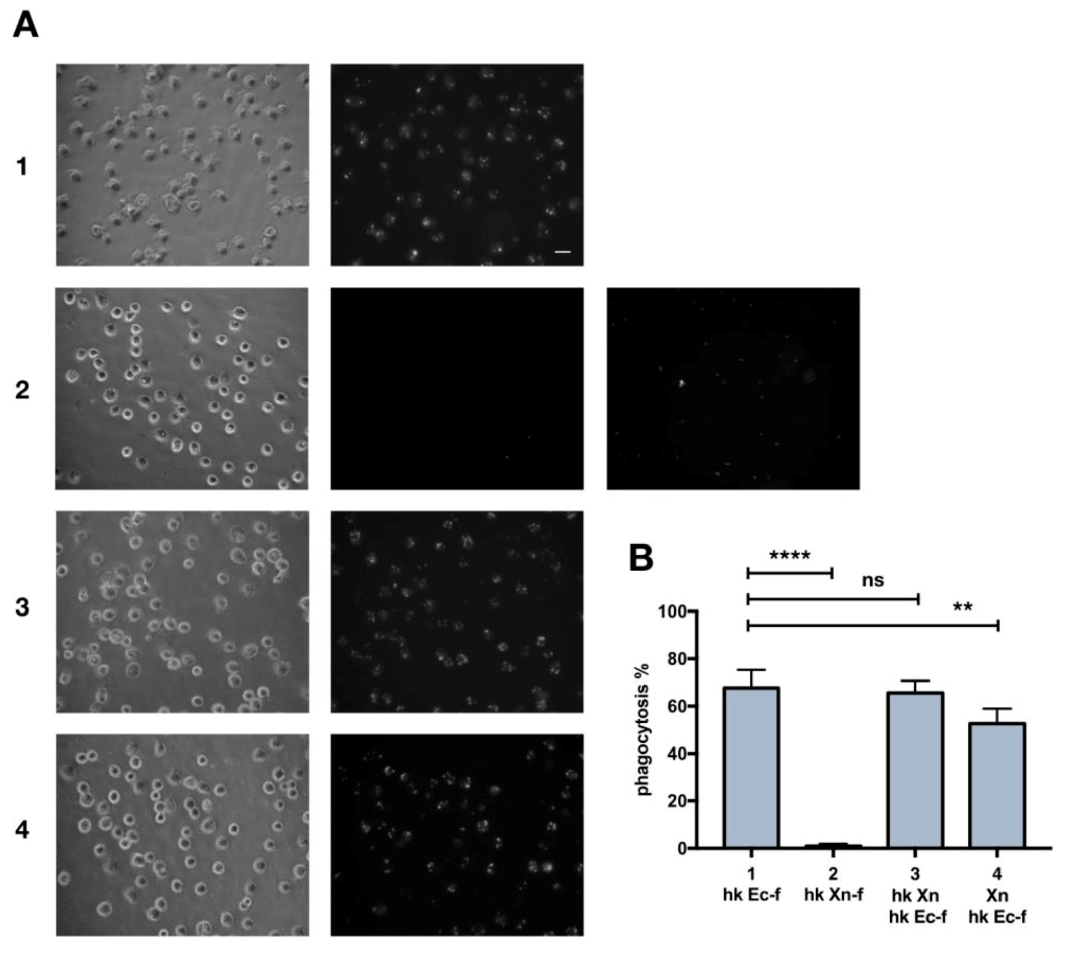 Insects 10 00263 g001