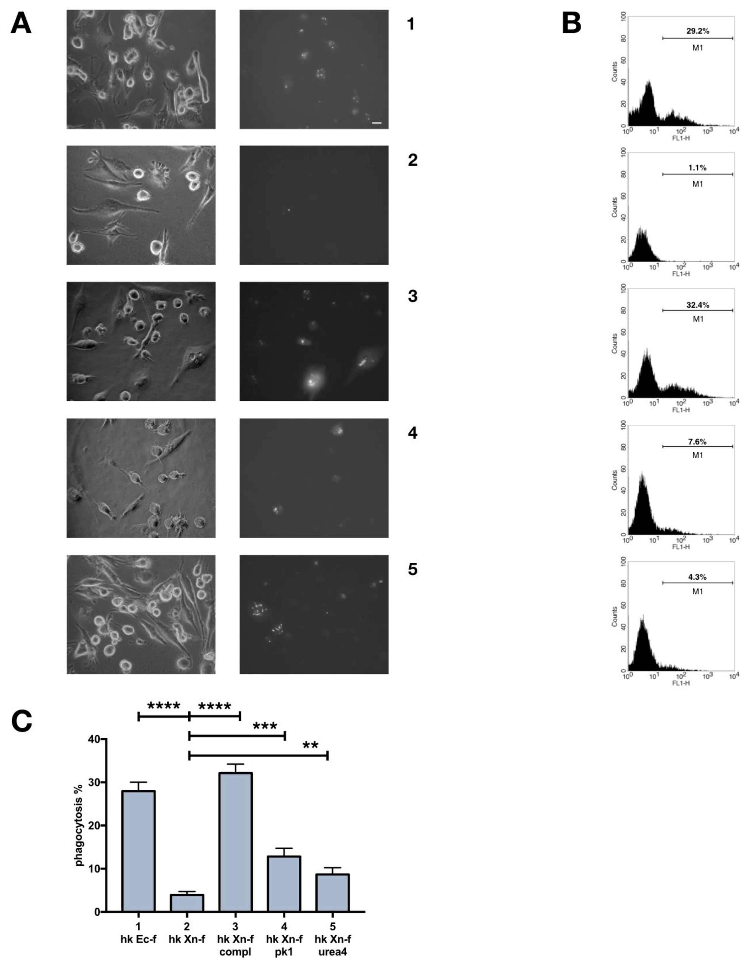 Insects 10 00263 g008