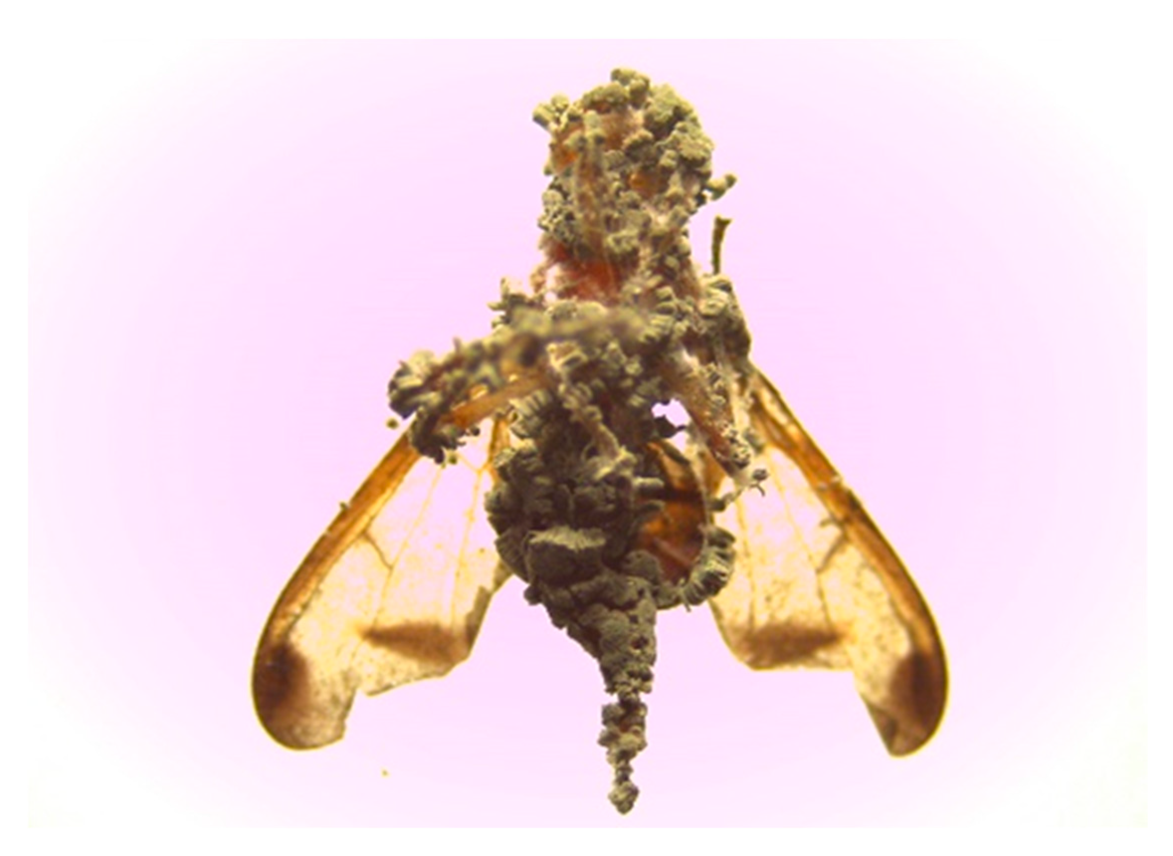 Insects 10 00270 g001