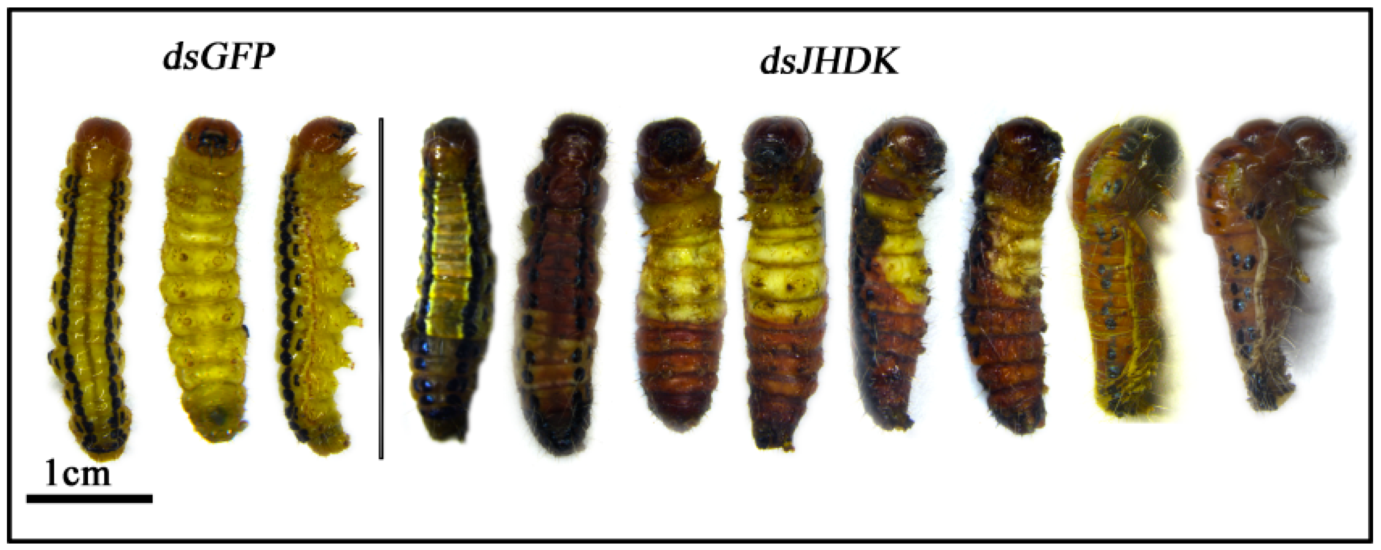 Insects 10 00278 g006