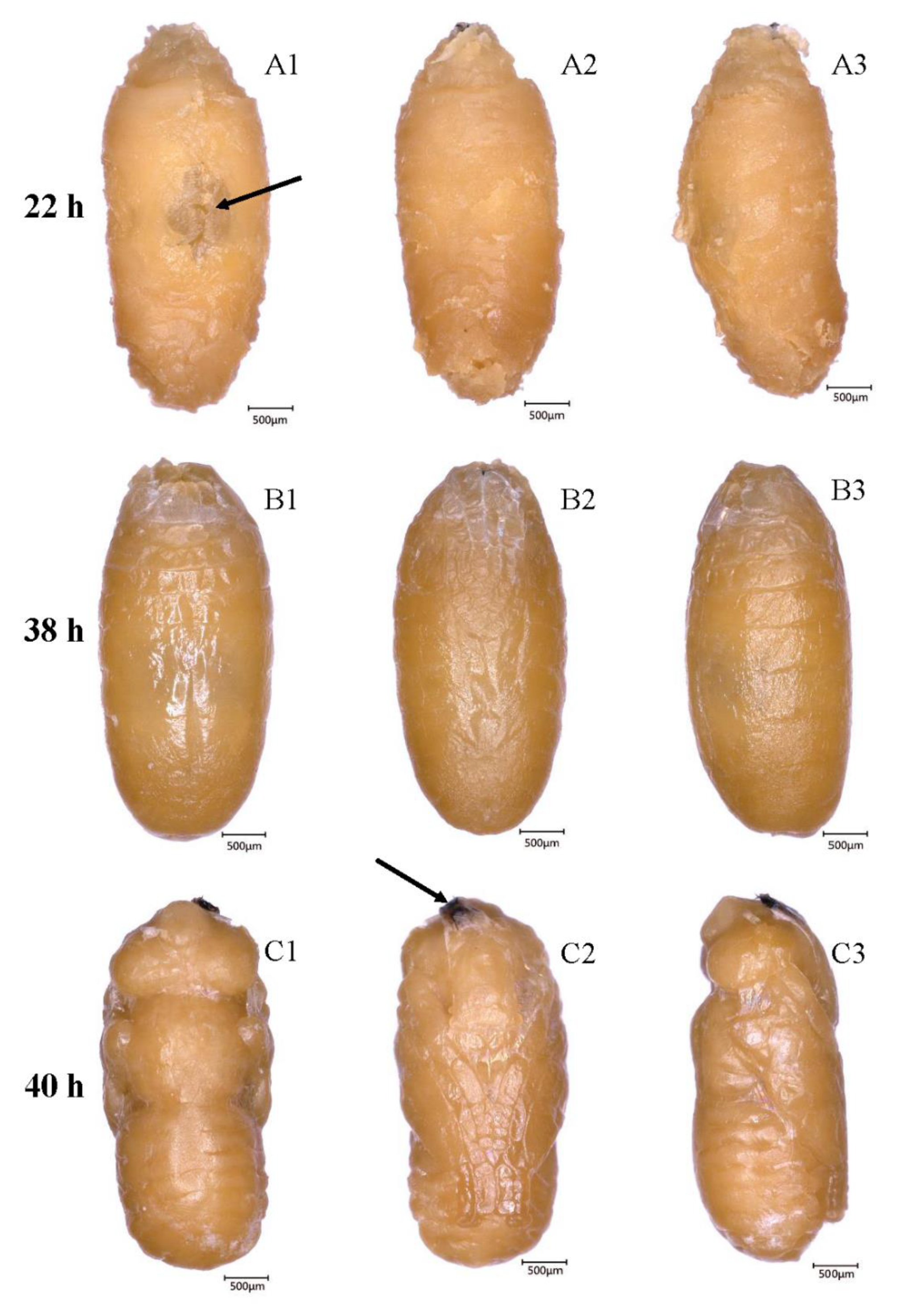 Insects 10 00283 g001