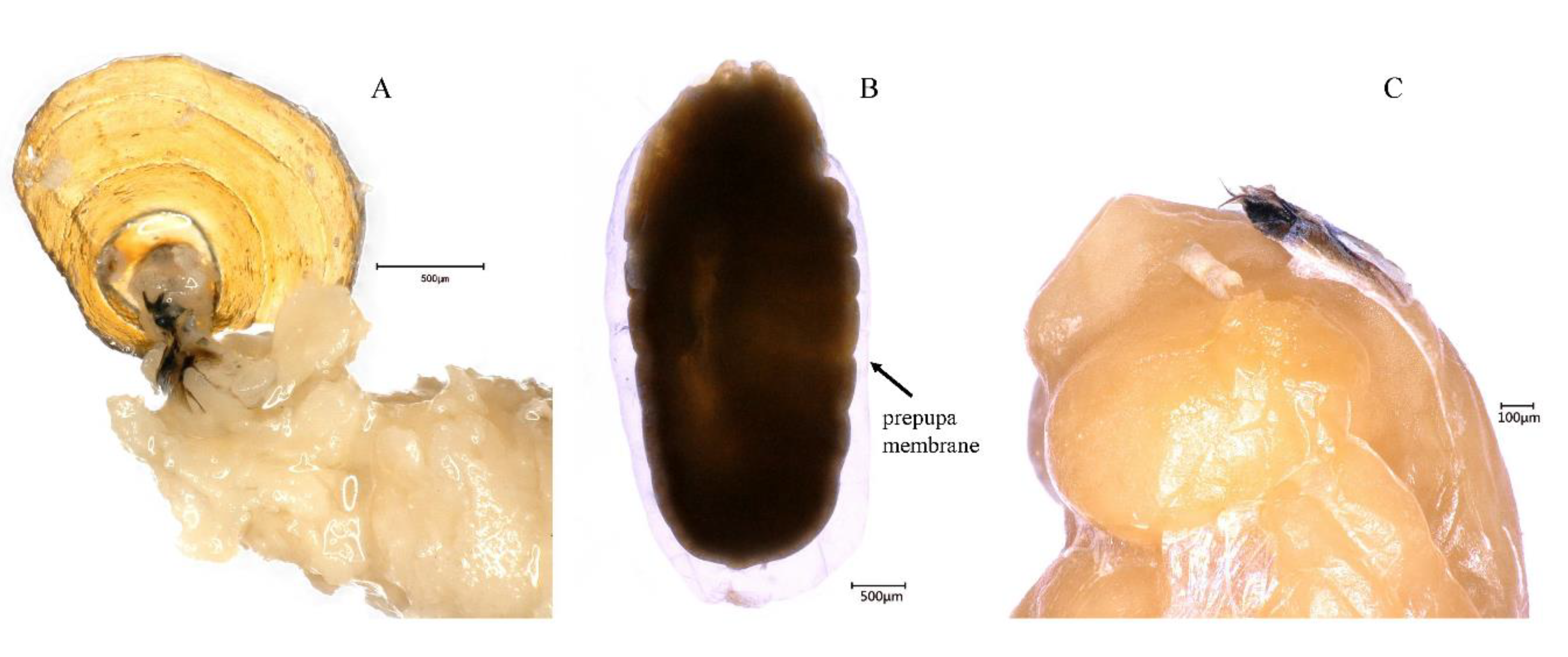 Insects 10 00283 g002