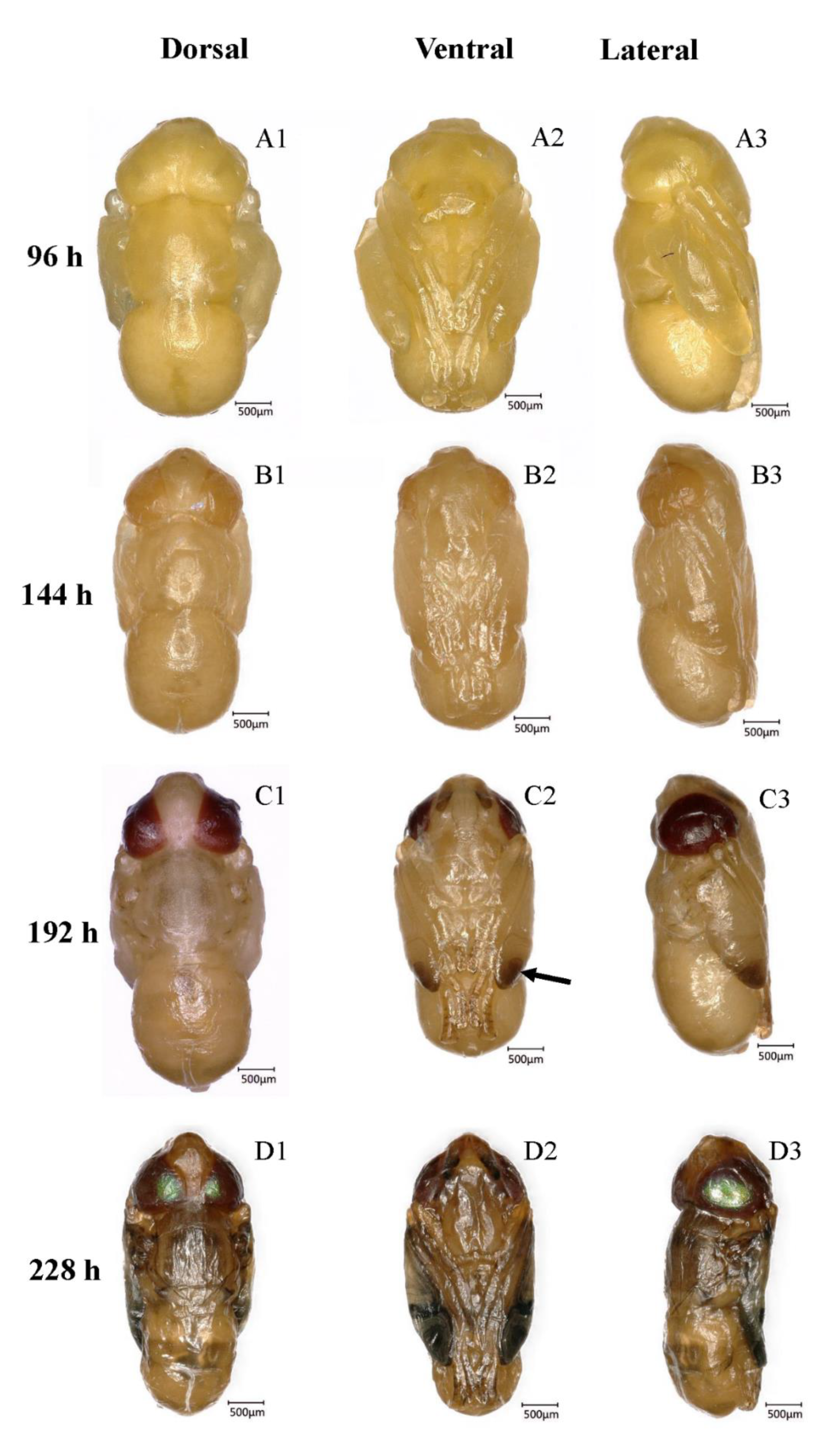 Insects 10 00283 g003