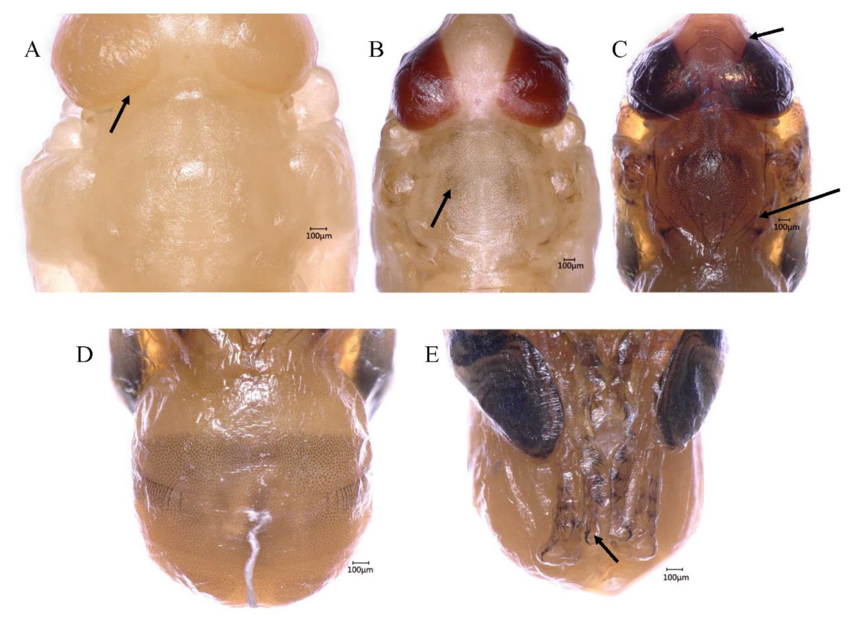 Insects 10 00283 g004