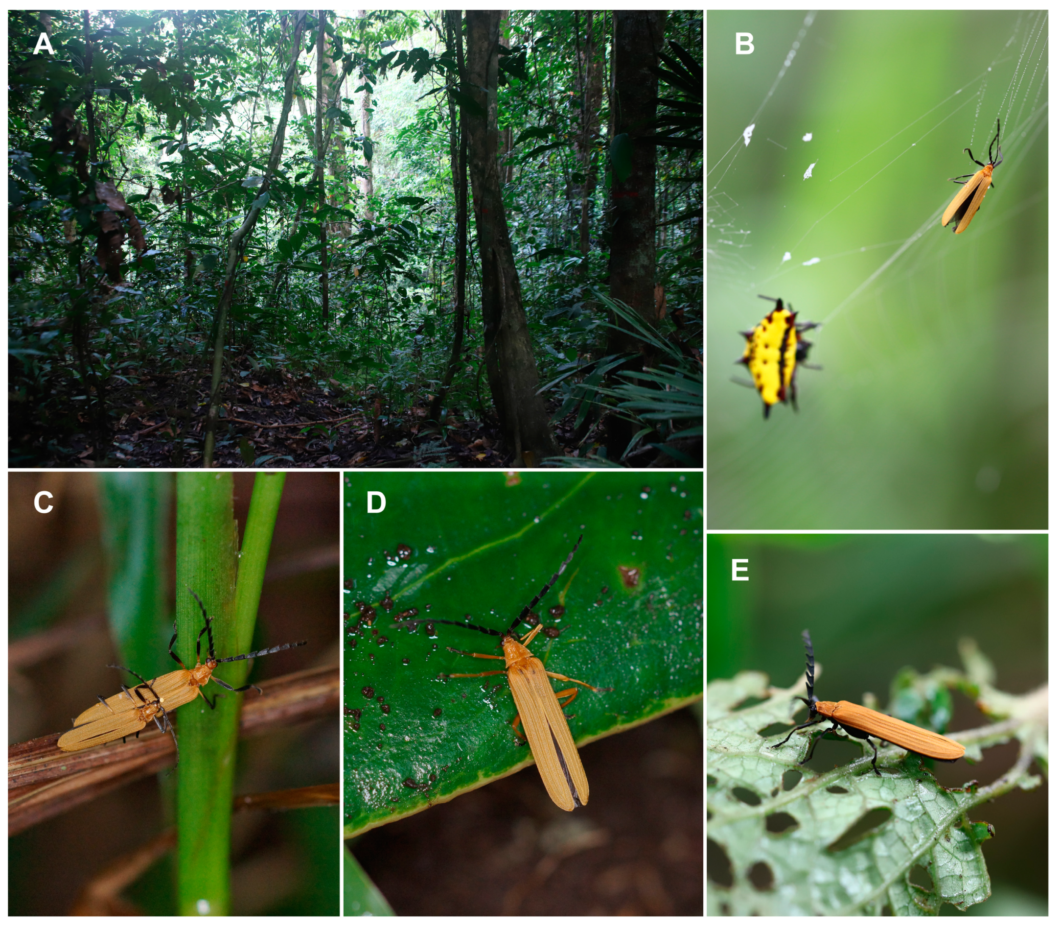 Insects 10 00295 g001