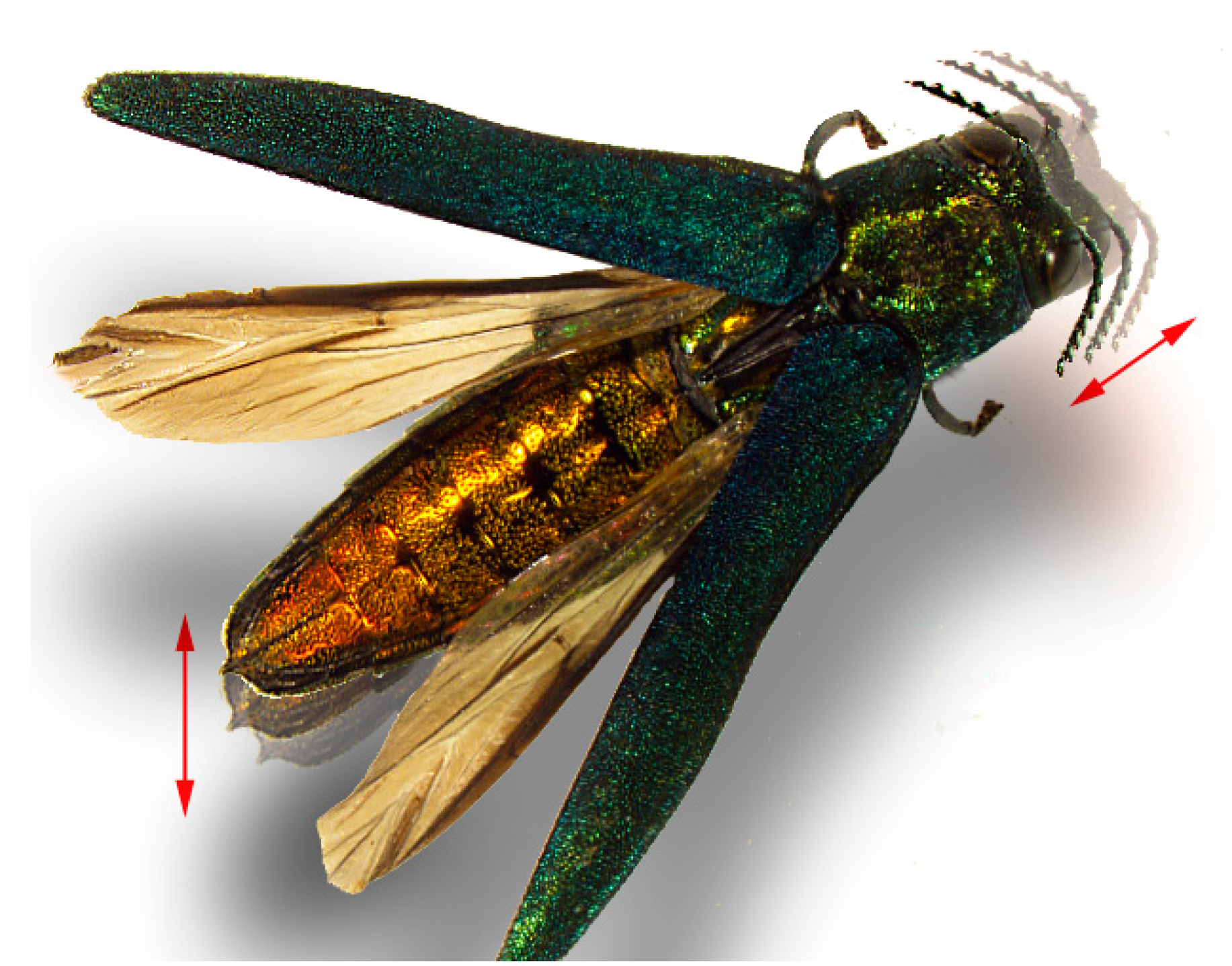 Insects 10 00323 g002 Insects 10 00323 g002