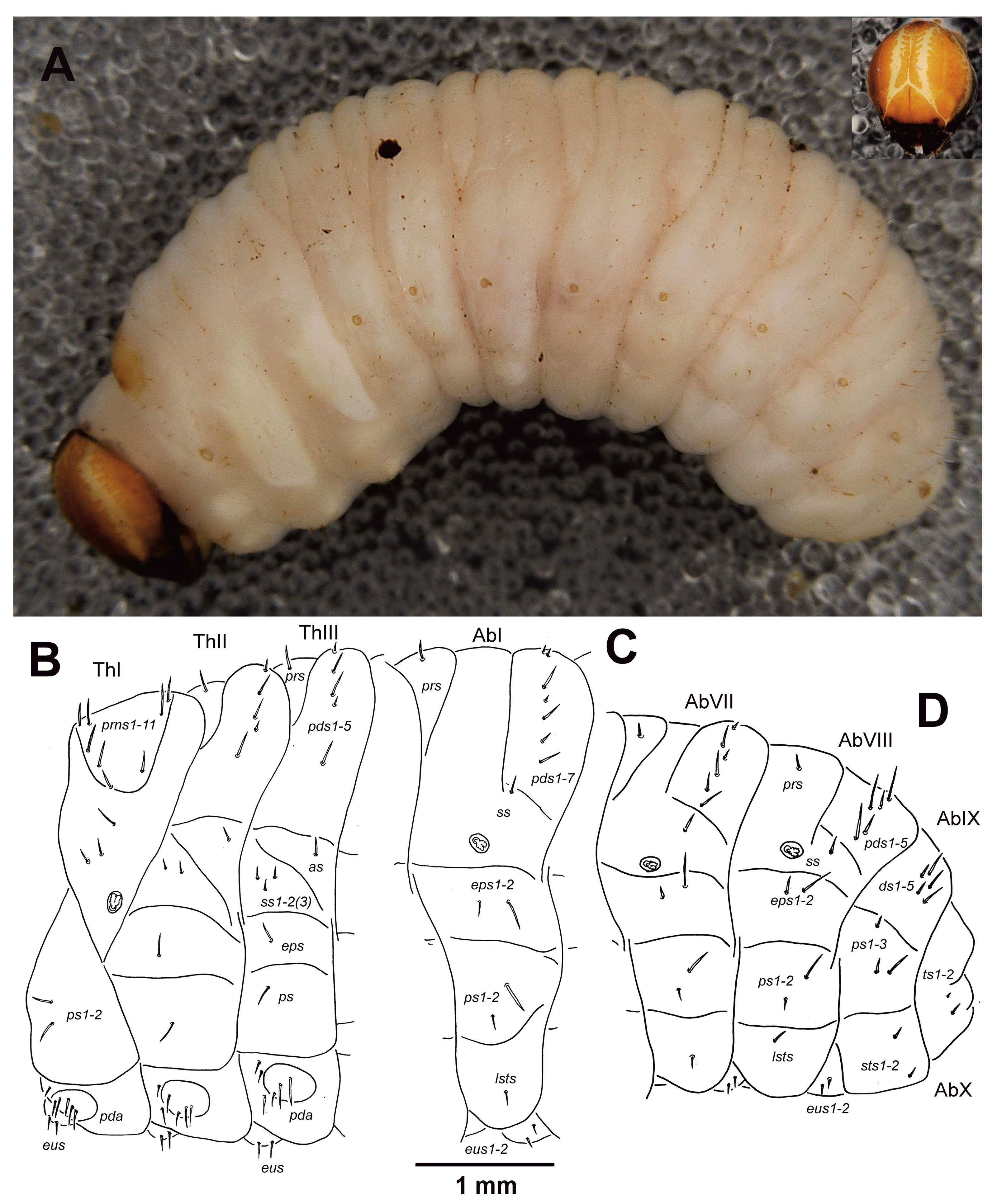 Insects 10 00325 g001