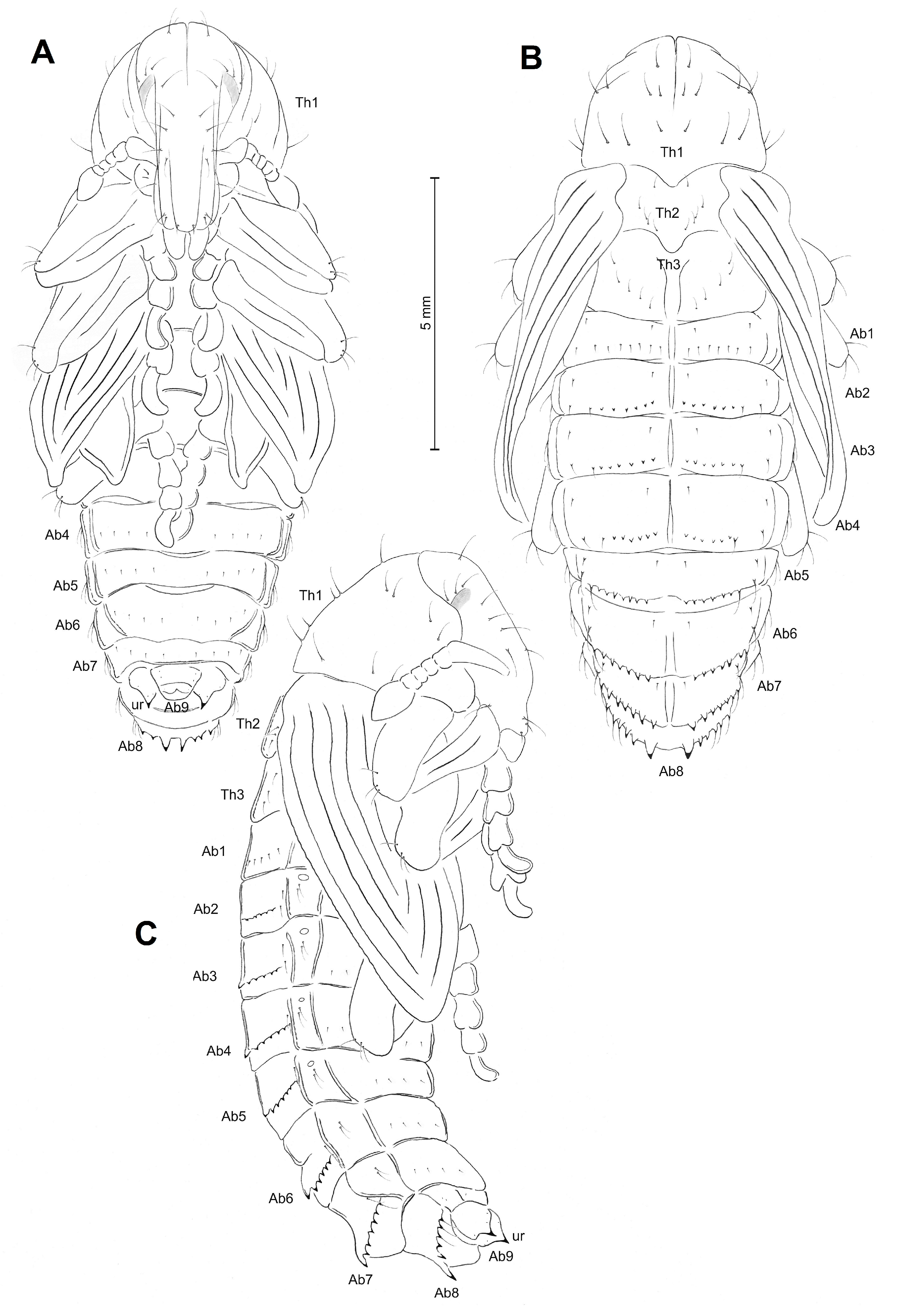Insects 10 00325 g003