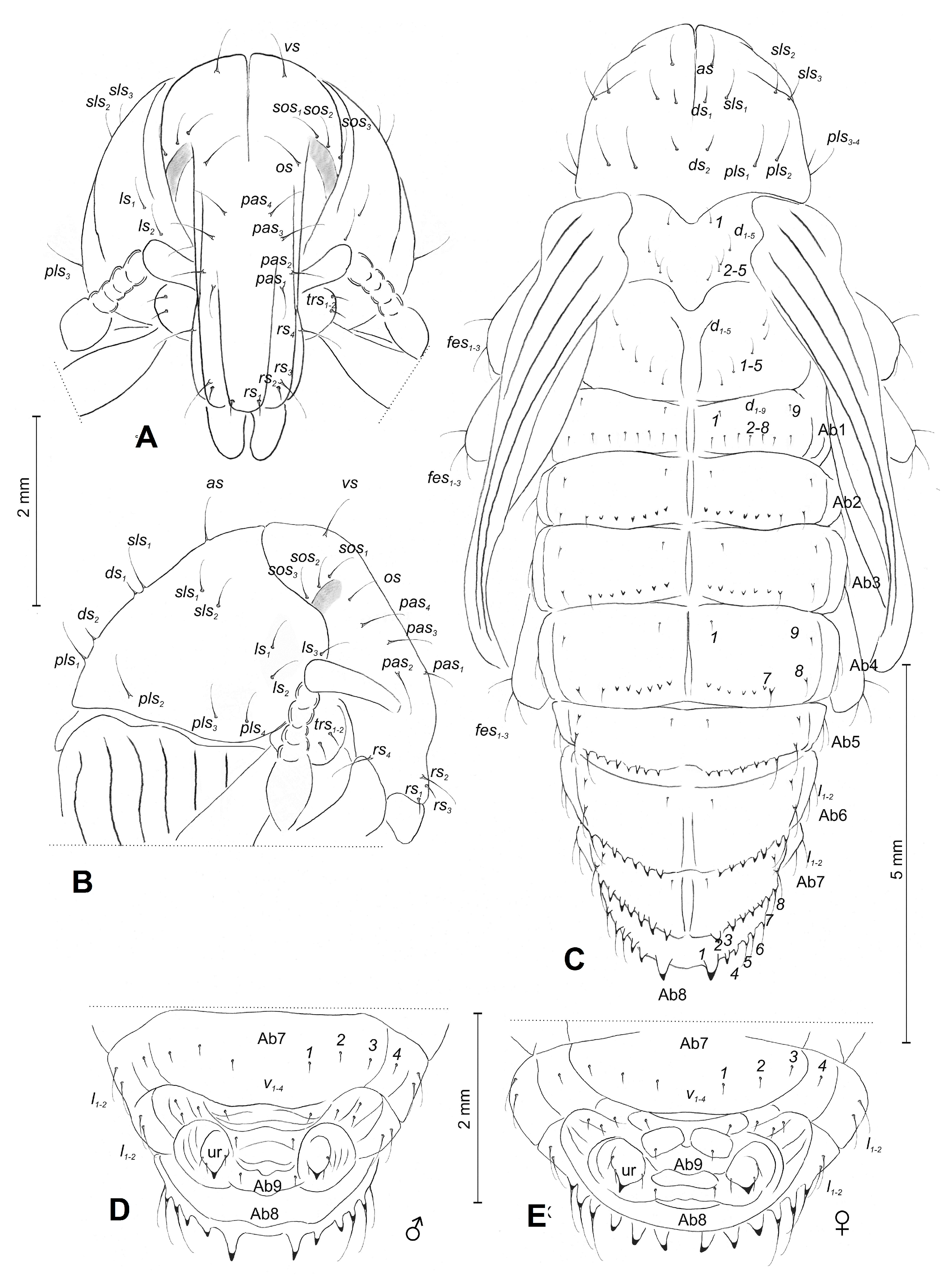 Insects 10 00325 g004