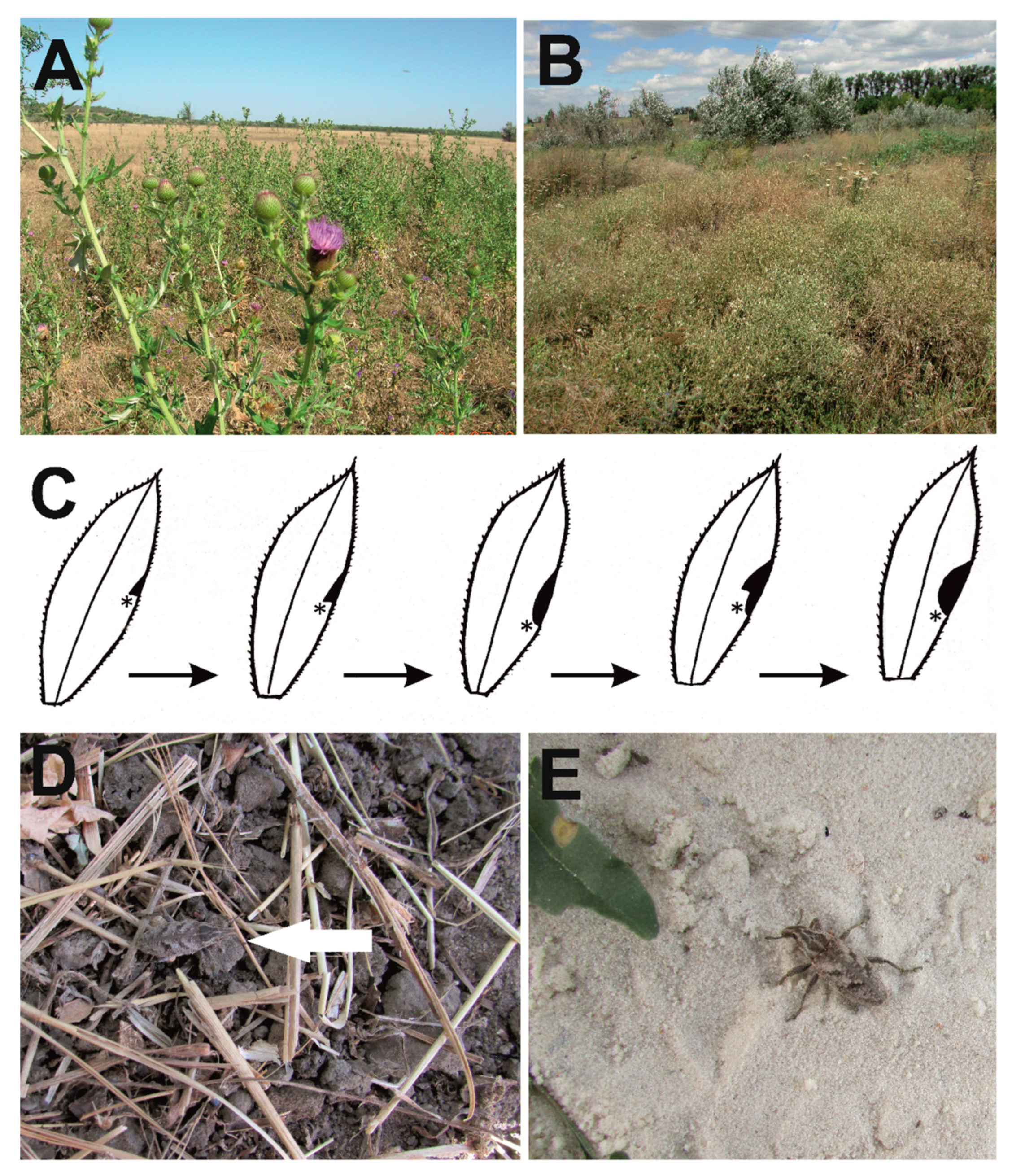 Insects 10 00325 g005