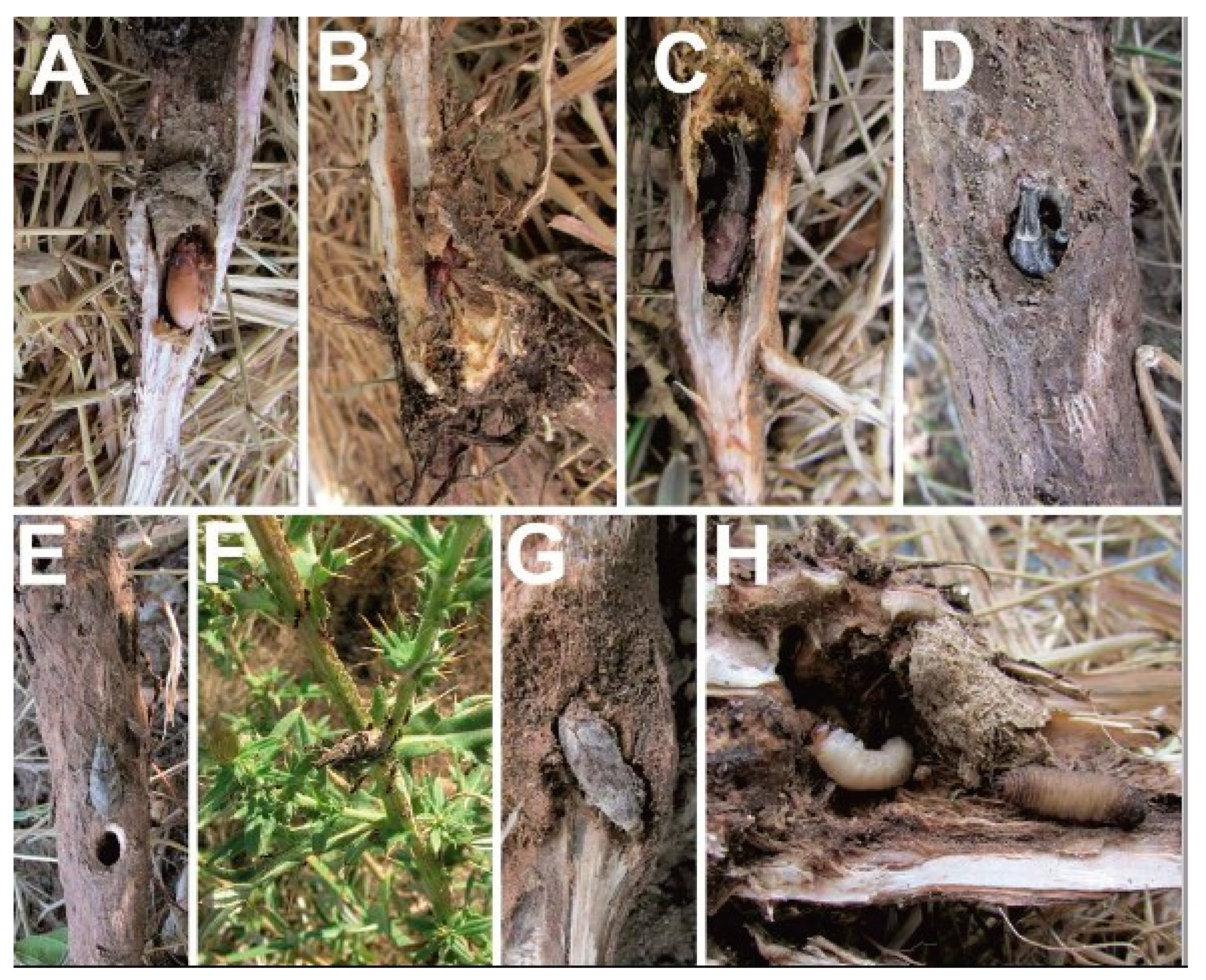 Insects 10 00325 g007