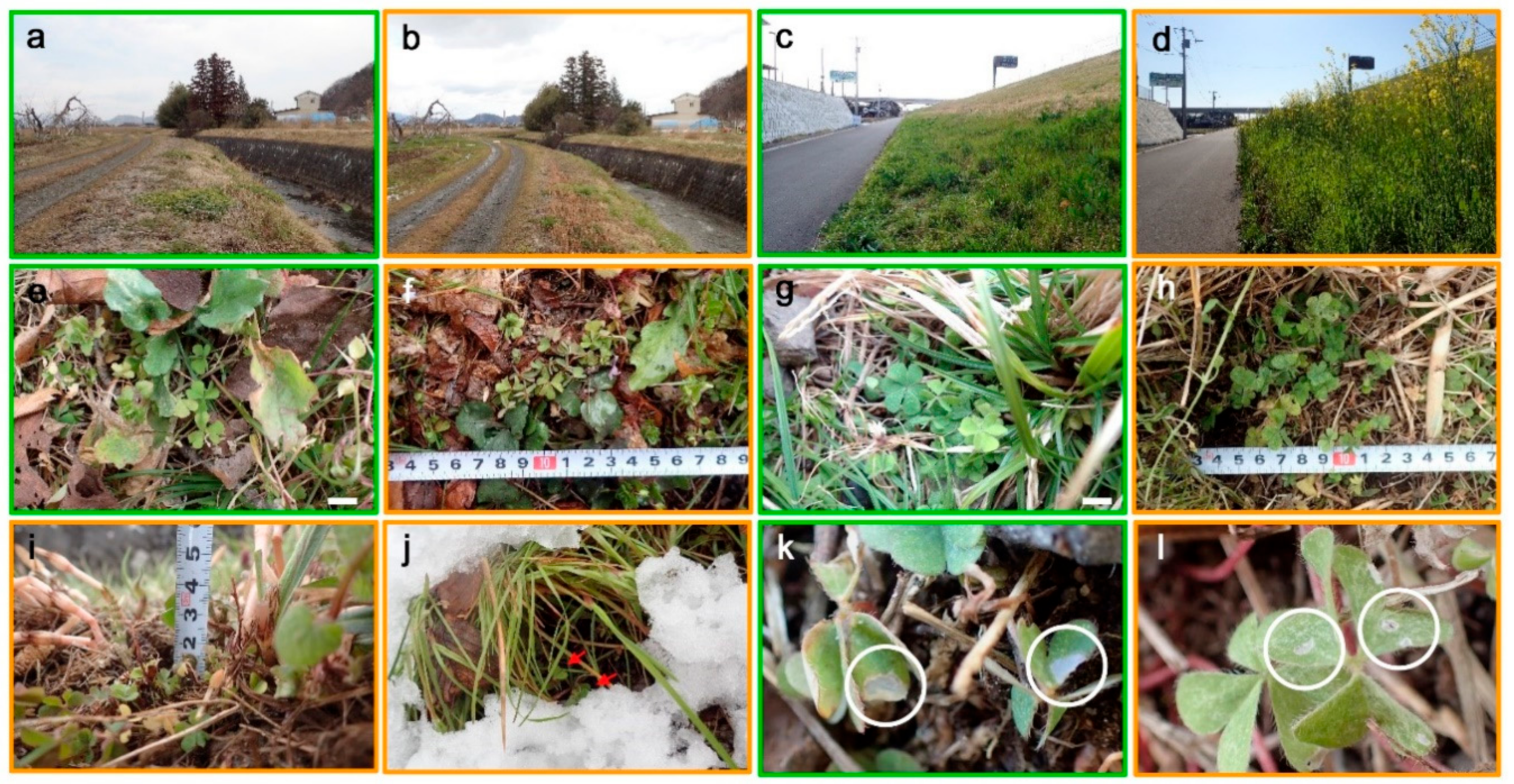 Insects 10 00389 g002