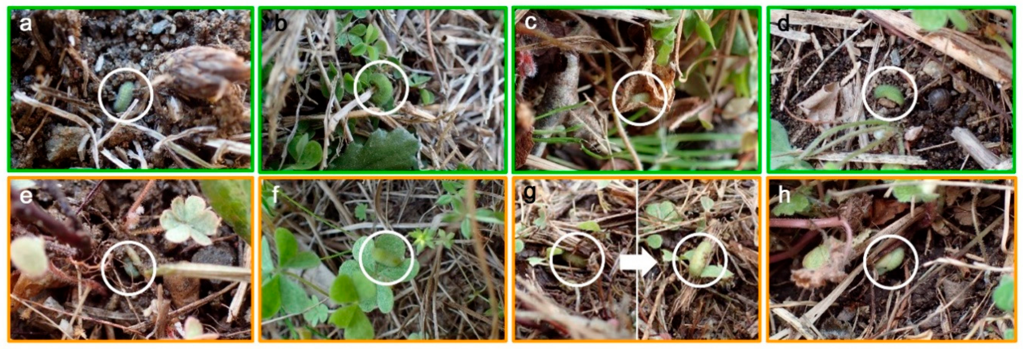 Insects 10 00389 g003