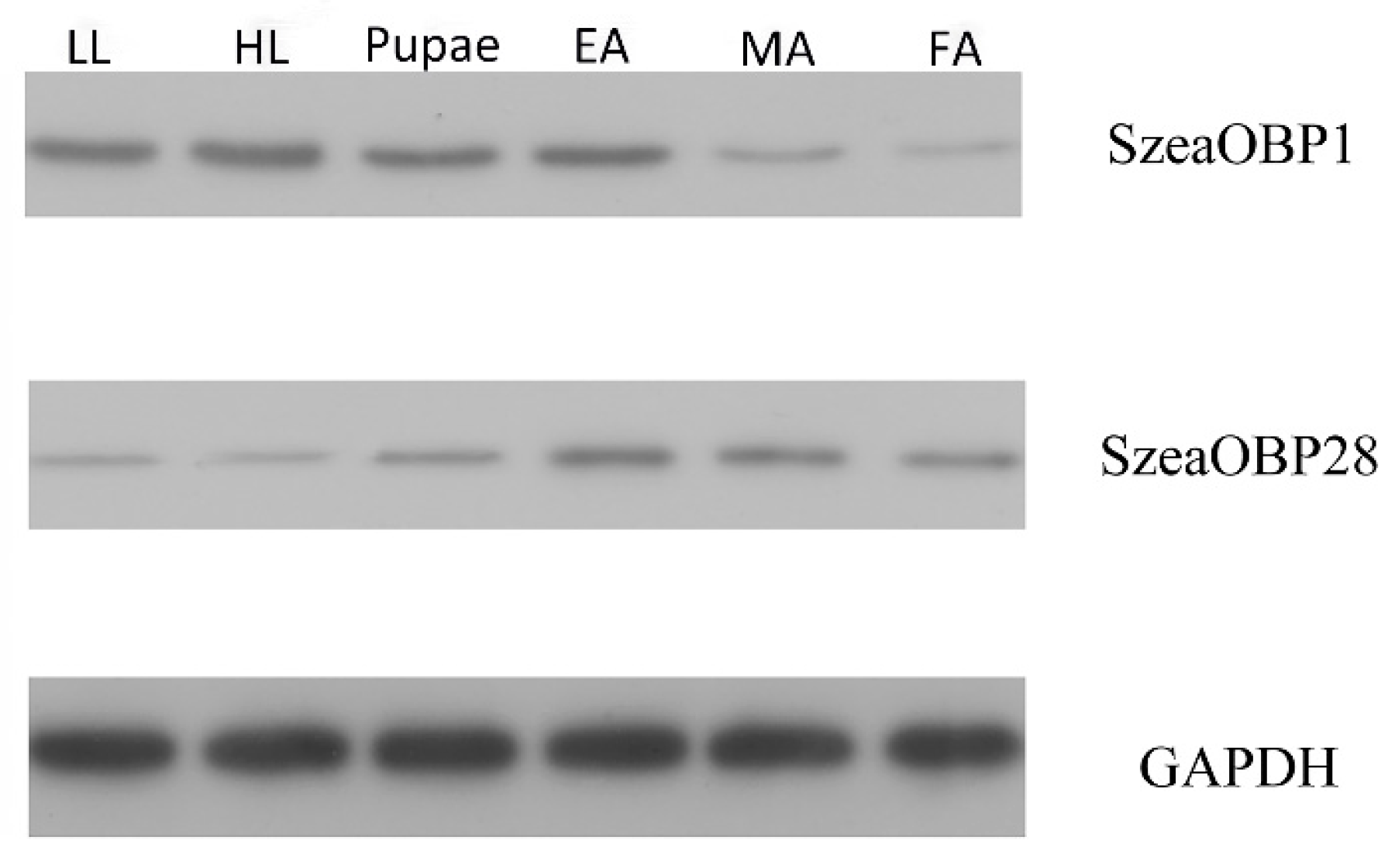 Insects 10 00409 g005