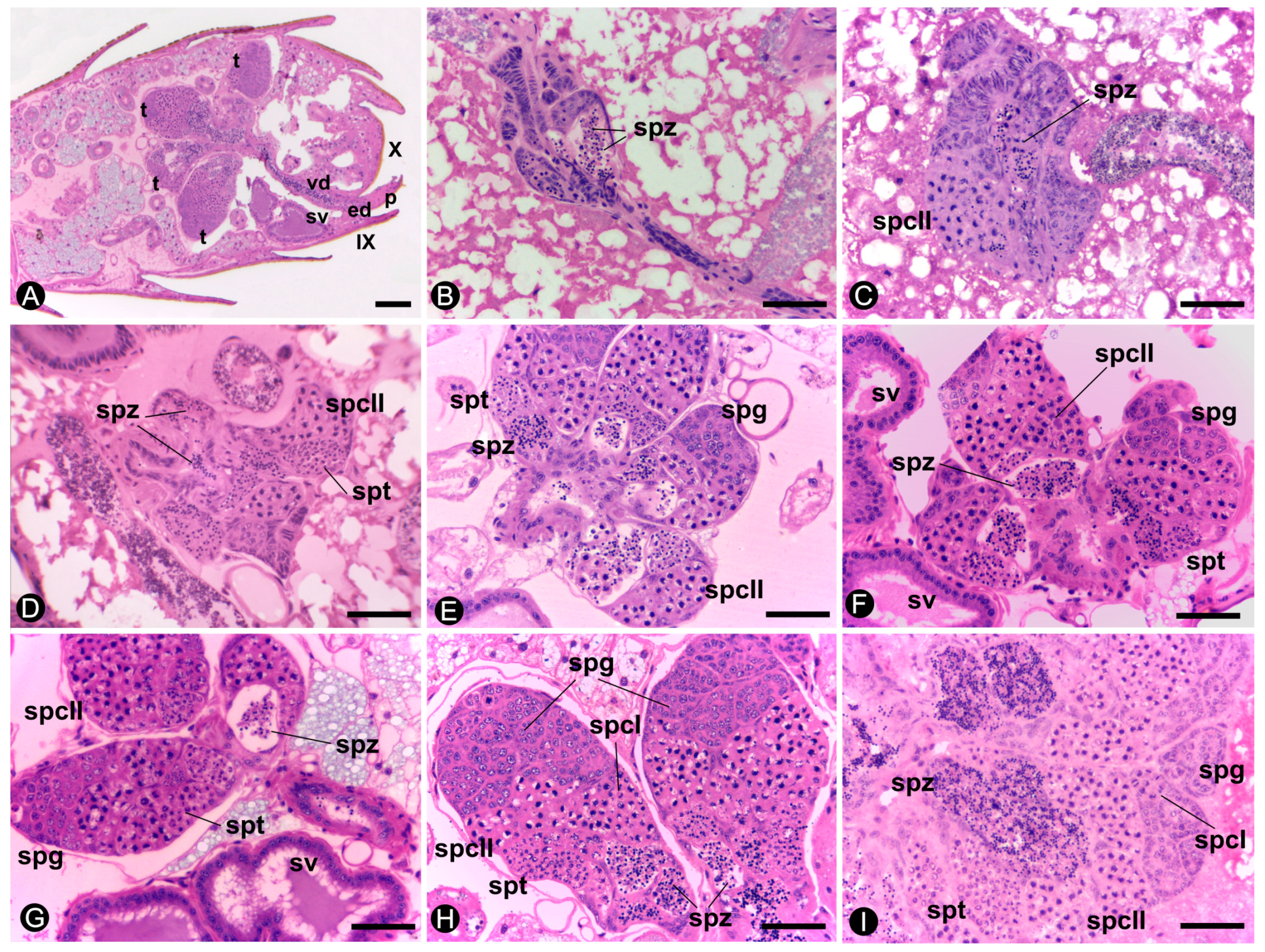 Insects 10 00428 g002