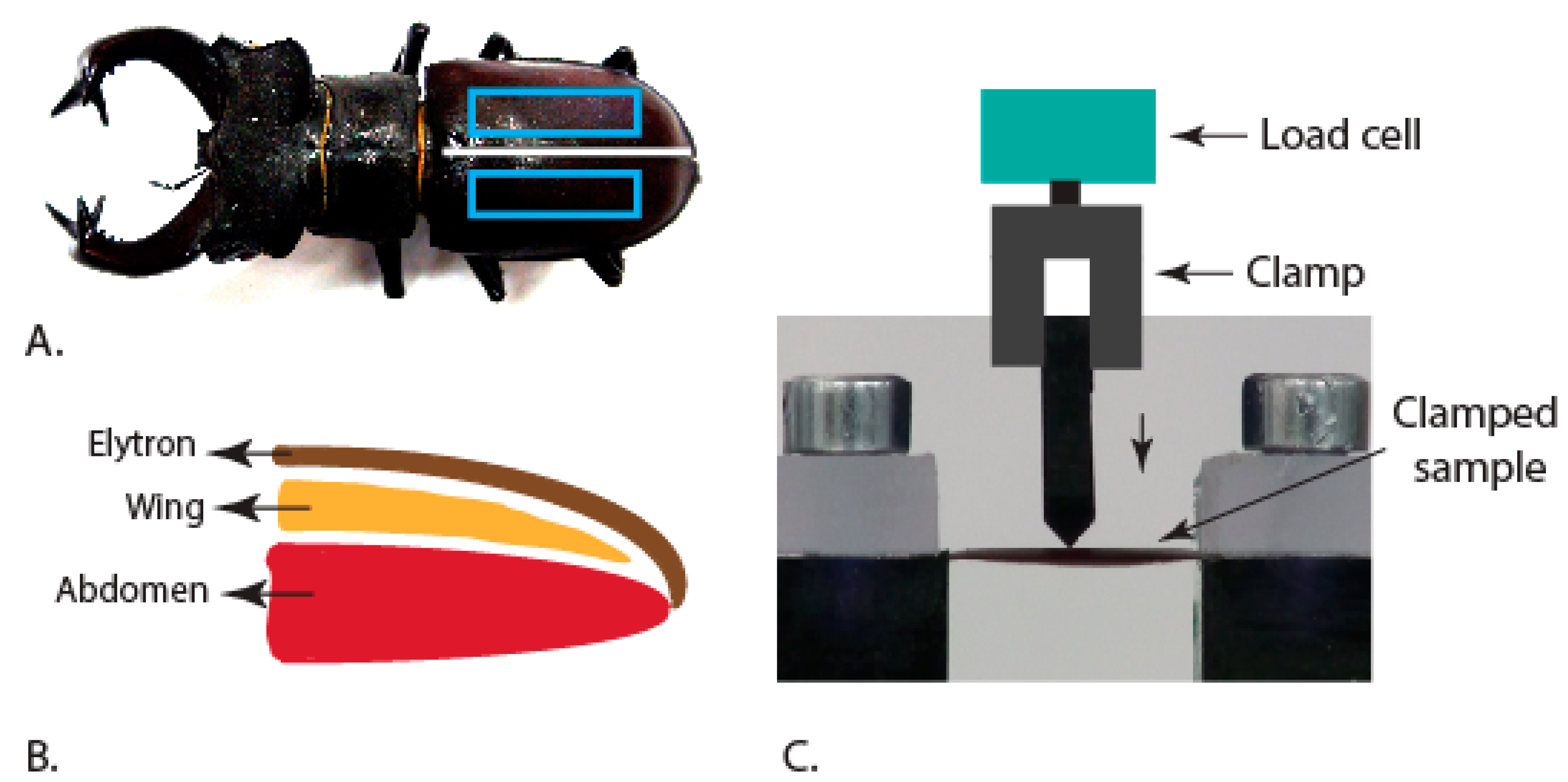 Insects 10 00438 g002