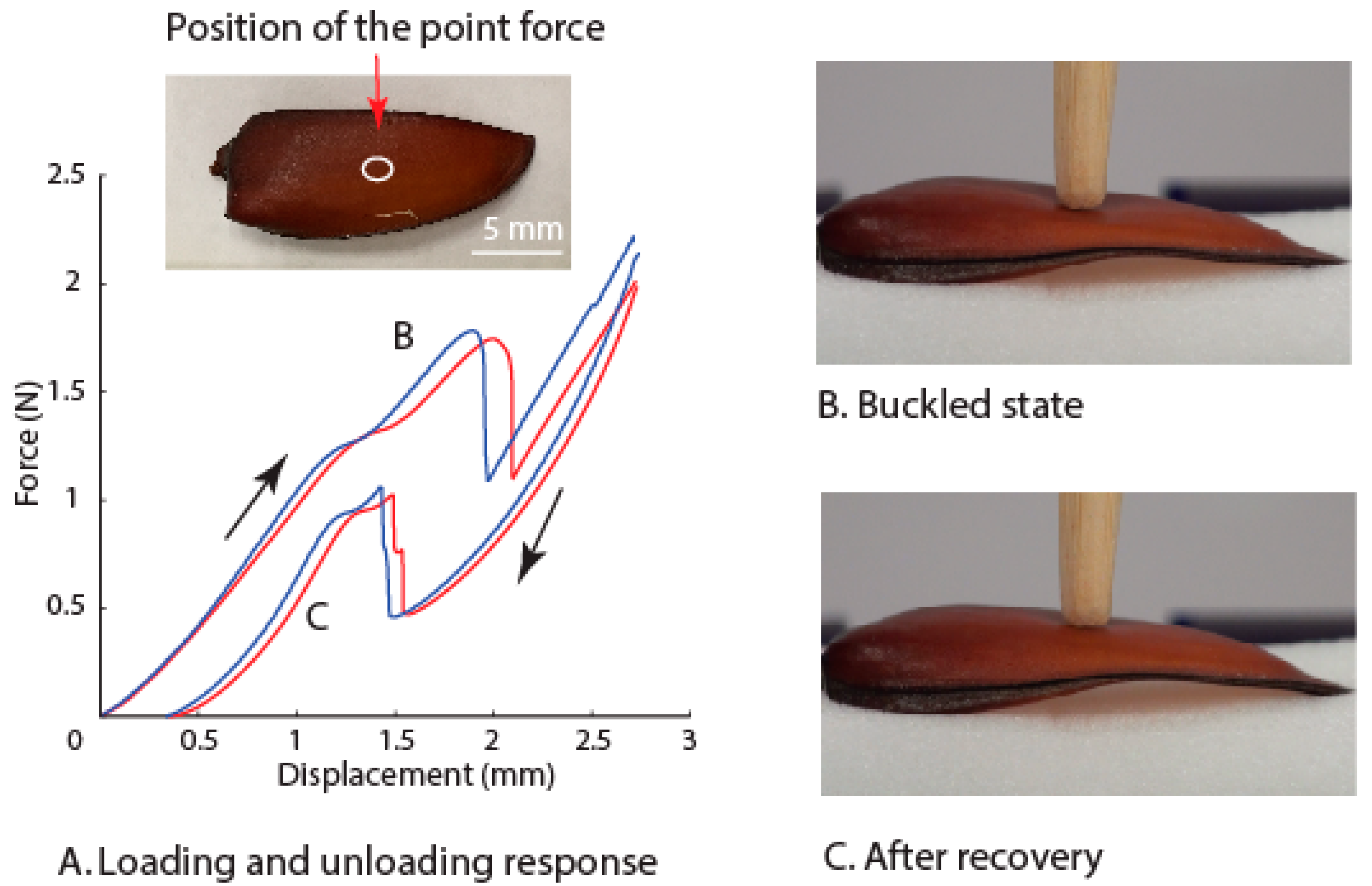 Insects 10 00438 g005