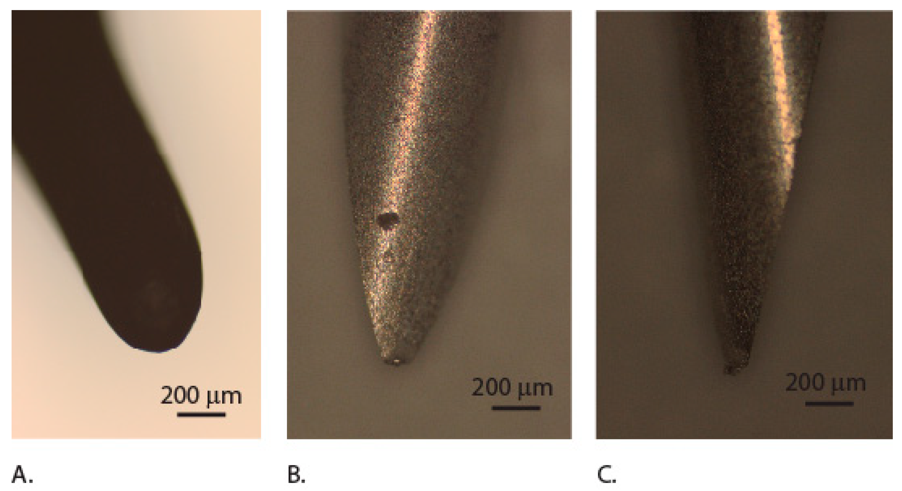 Insects 10 00438 g009