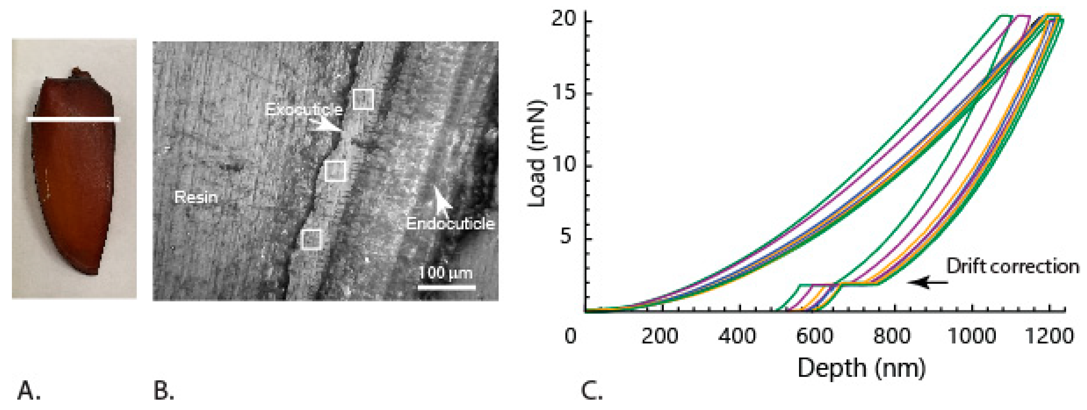 Insects 10 00438 g010