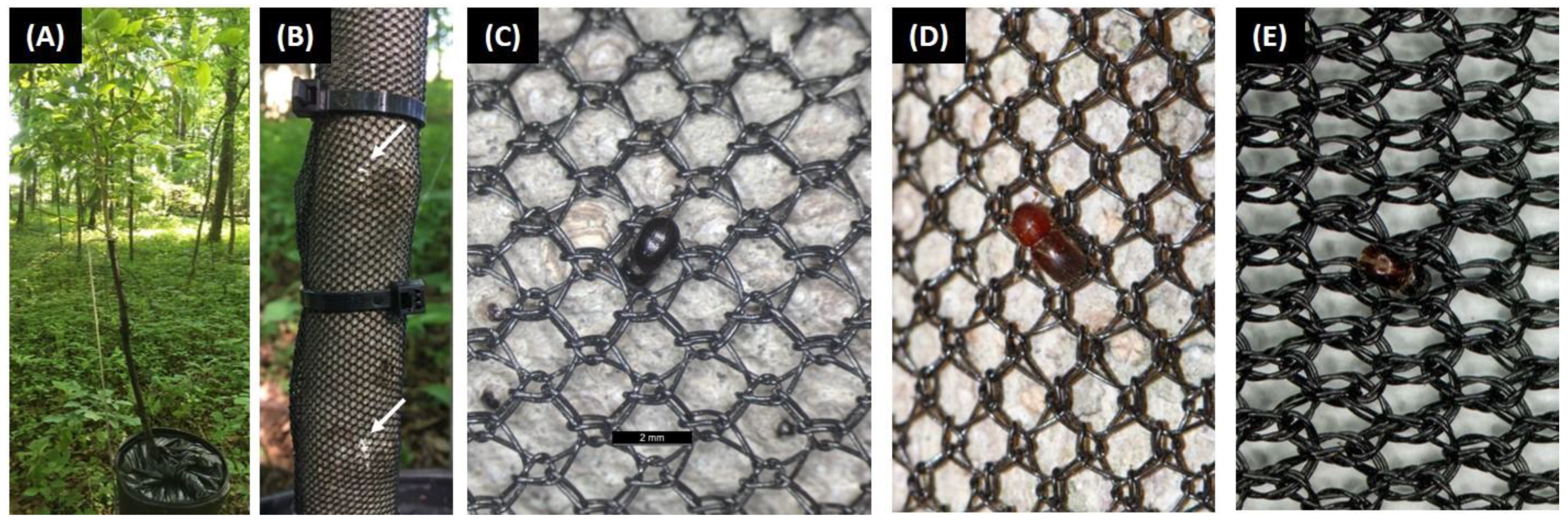 Insects 11 00008 g001