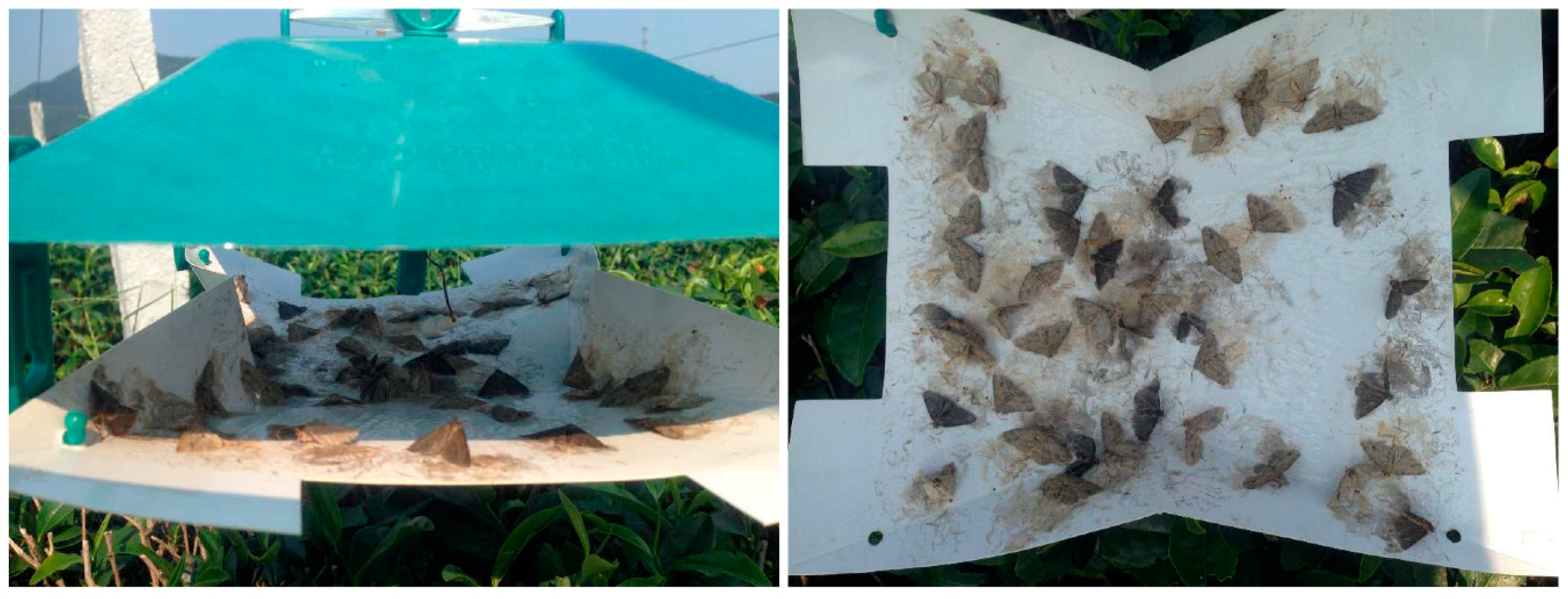 Insects 11 00015 g008