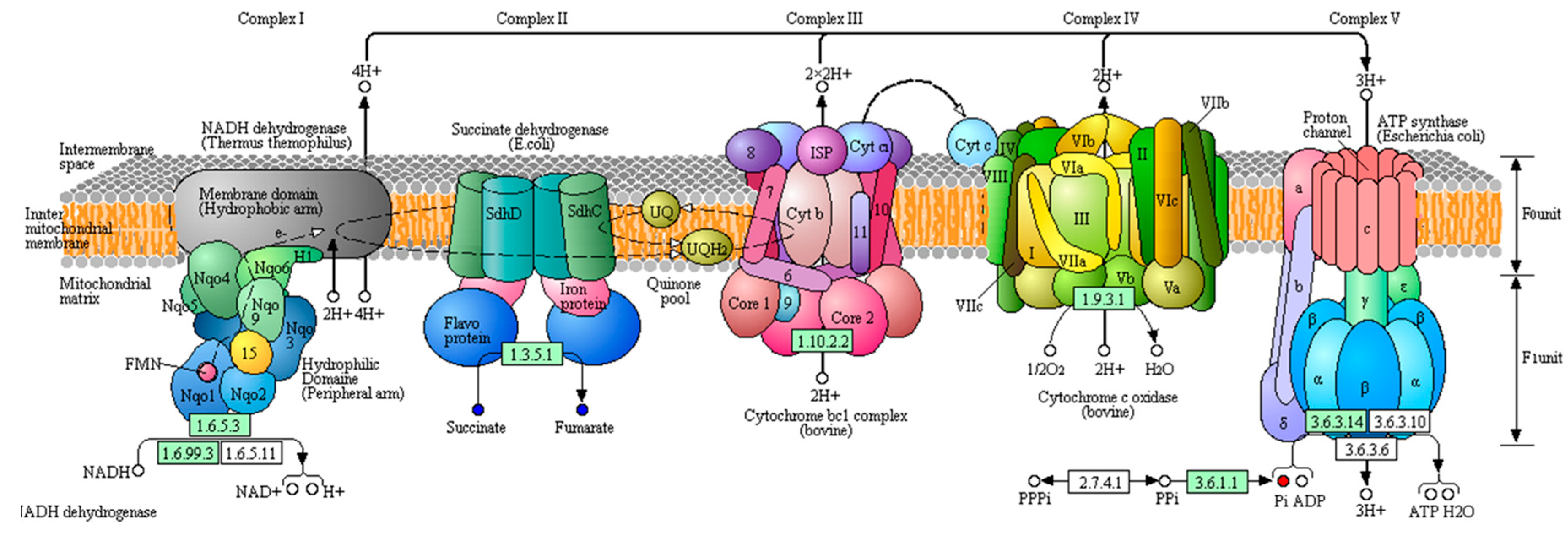 Insects 11 00017 g004