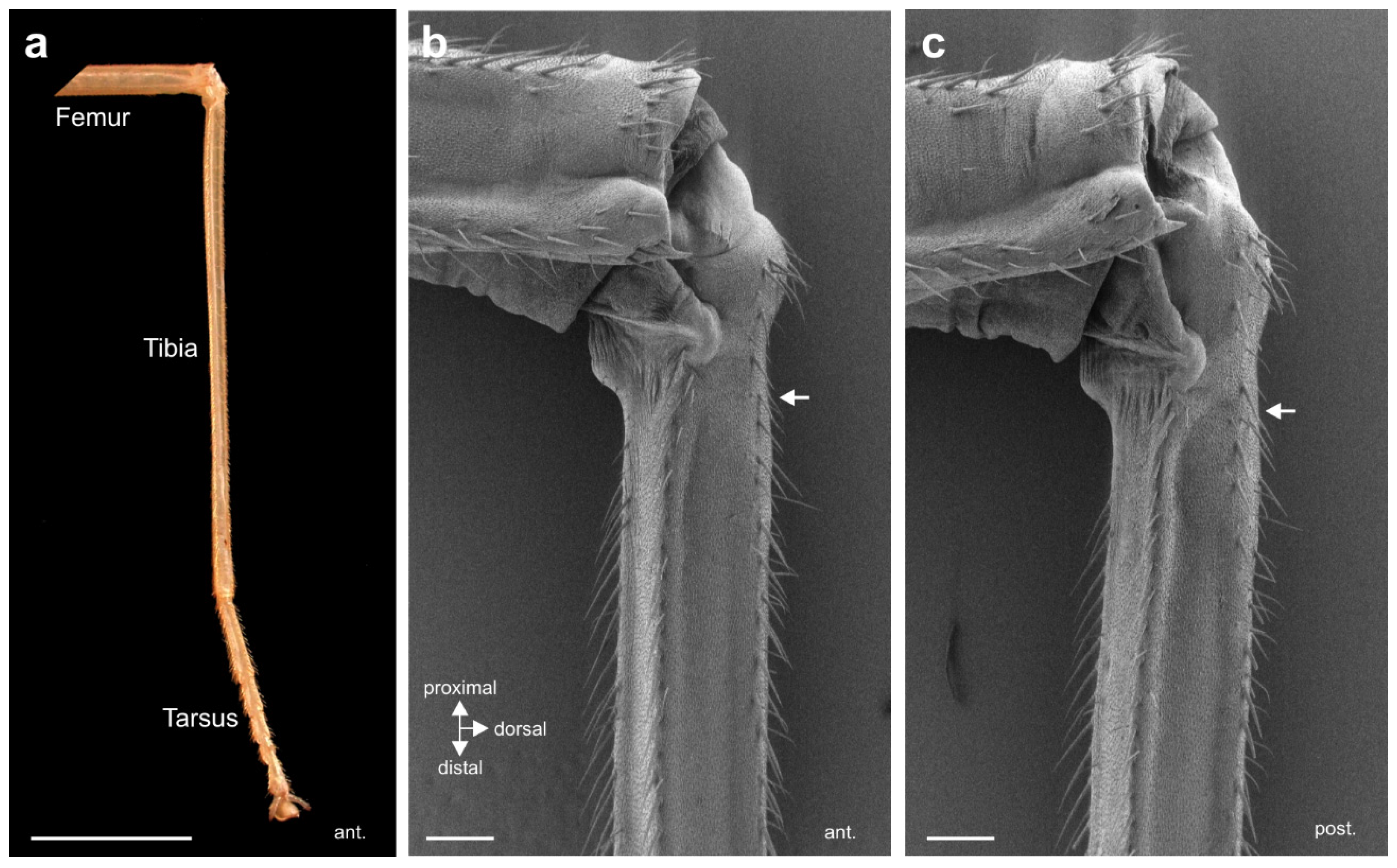Insects 11 00040 g001 Insects 11 00040 g001