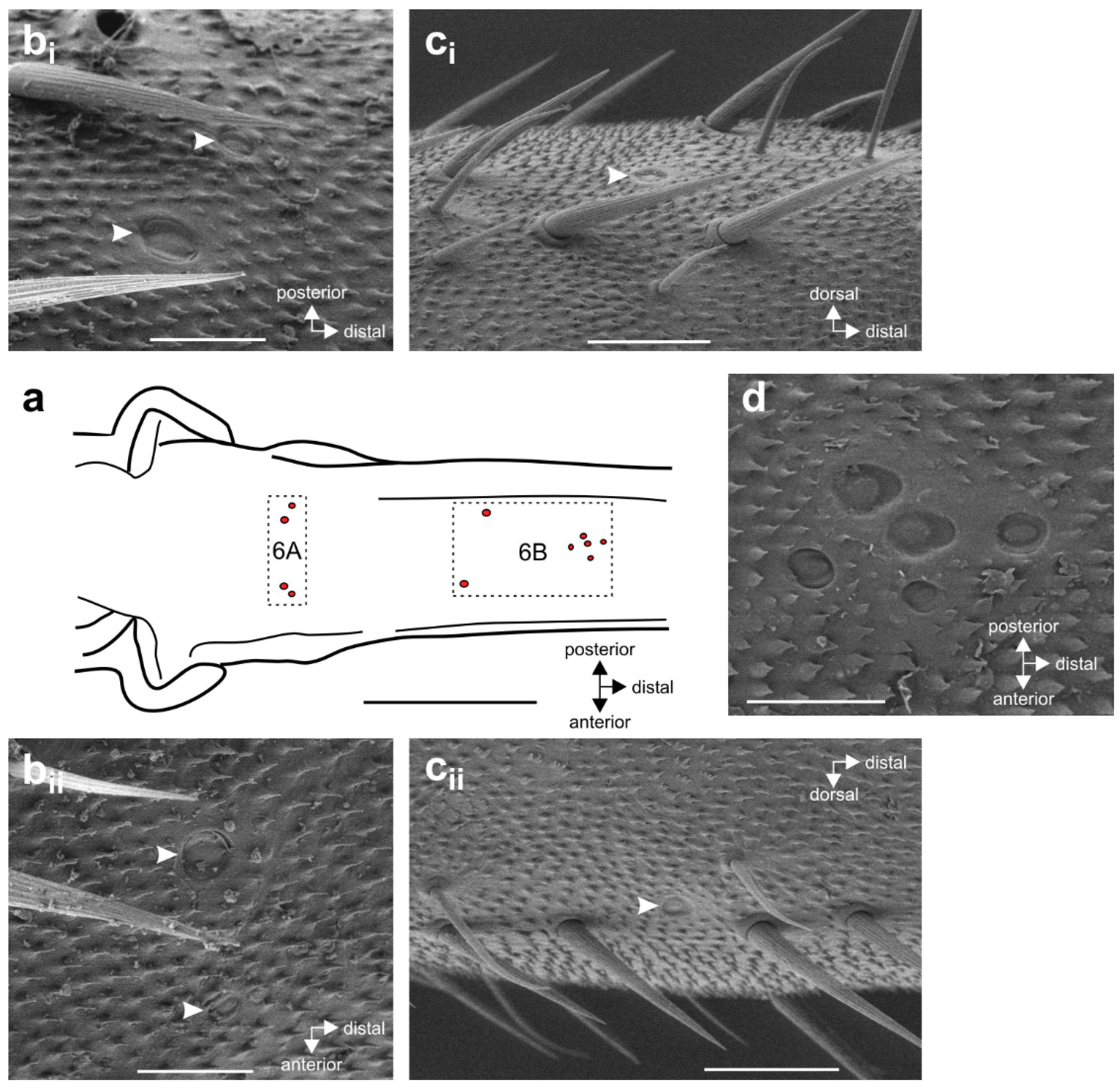 Insects 11 00040 g002 Insects 11 00040 g002