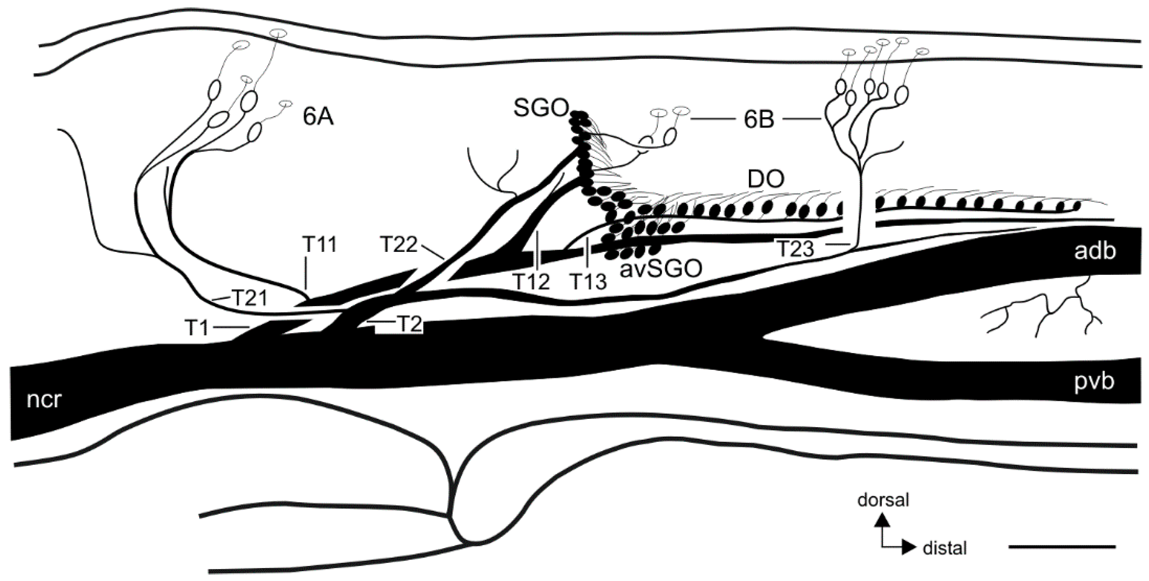 Insects 11 00040 g003 Insects 11 00040 g003