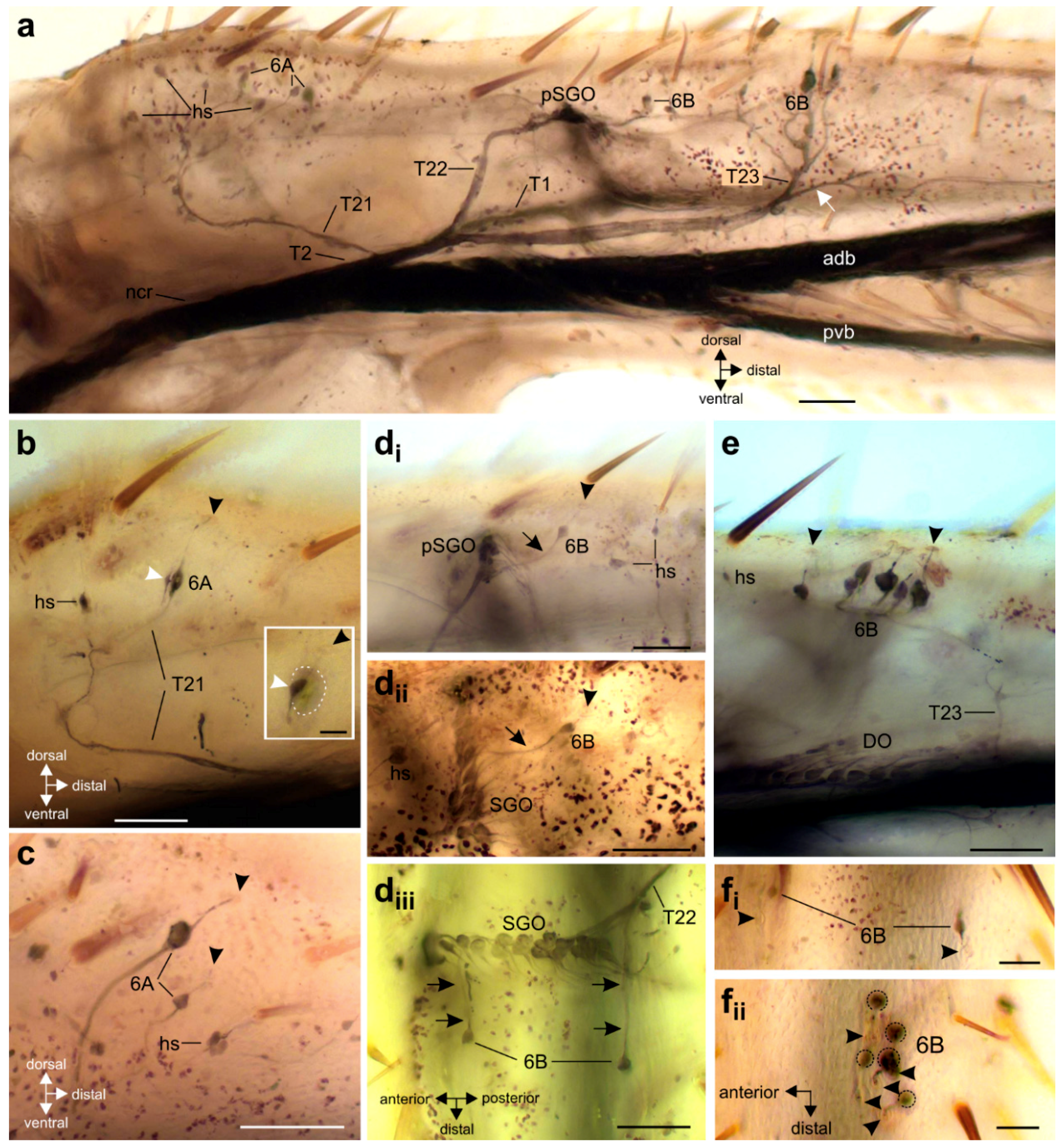 Insects 11 00040 g004 Insects 11 00040 g004