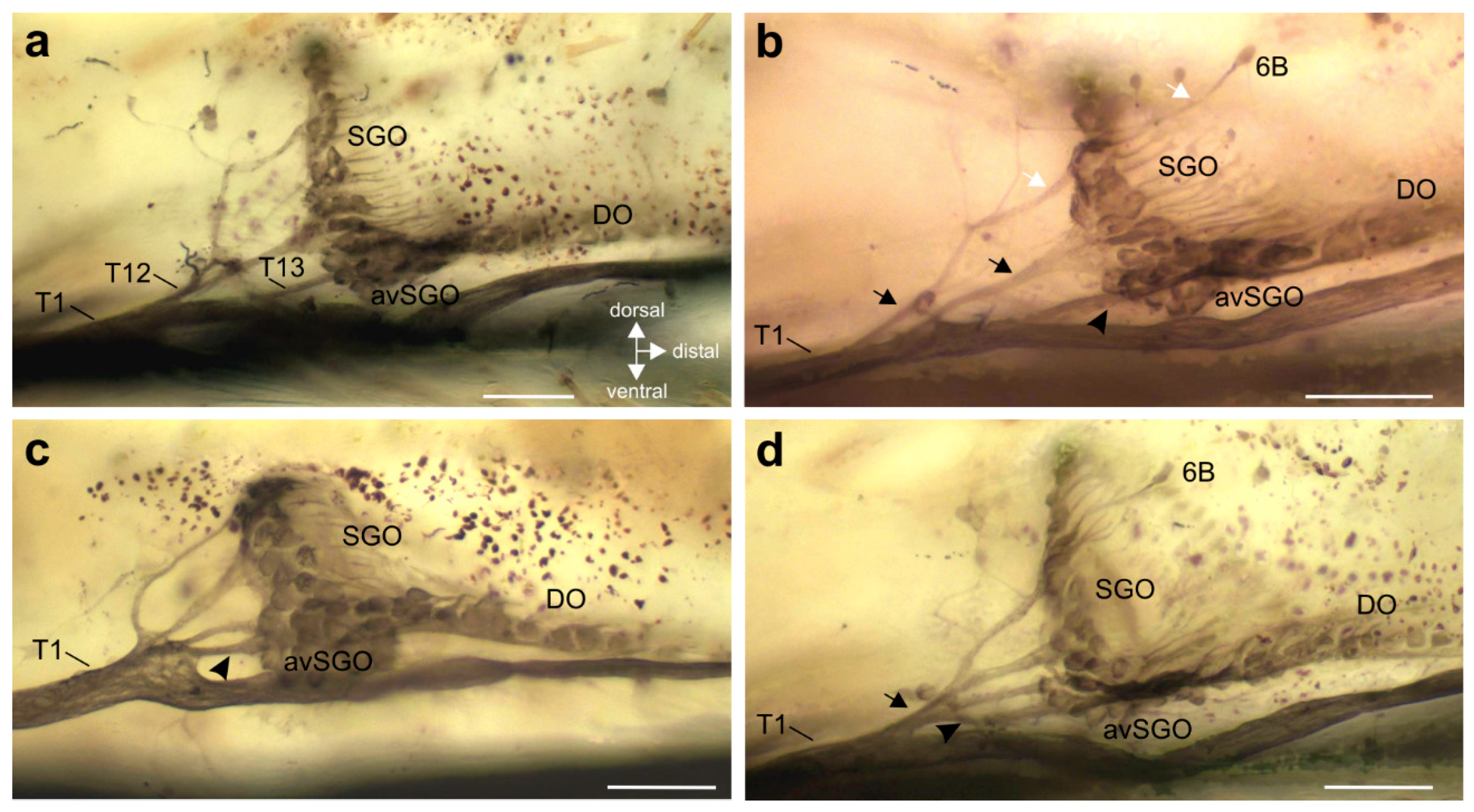 Insects 11 00040 g005 Insects 11 00040 g005