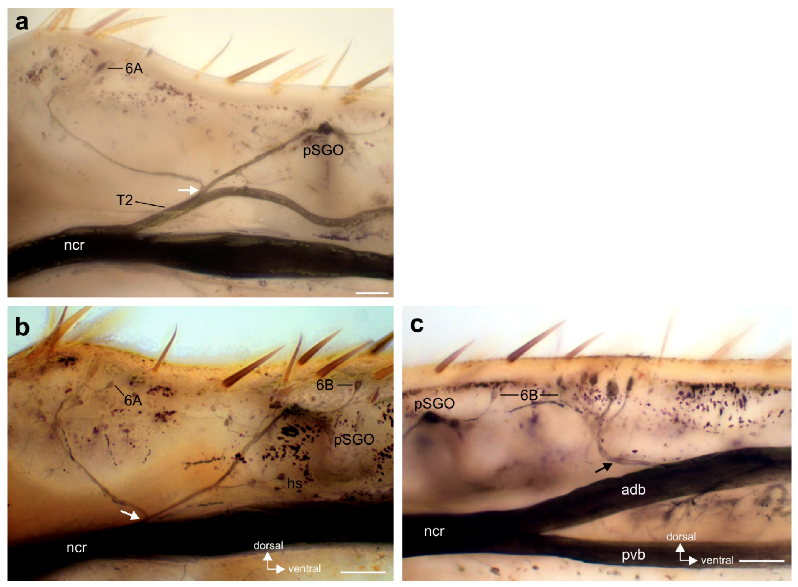 Insects 11 00040 g006 Insects 11 00040 g006
