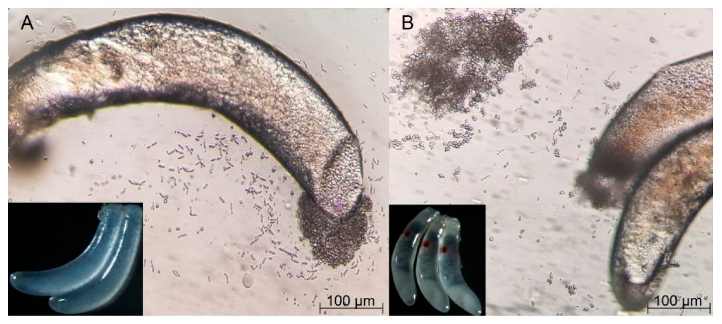 Insects 11 00049 g001