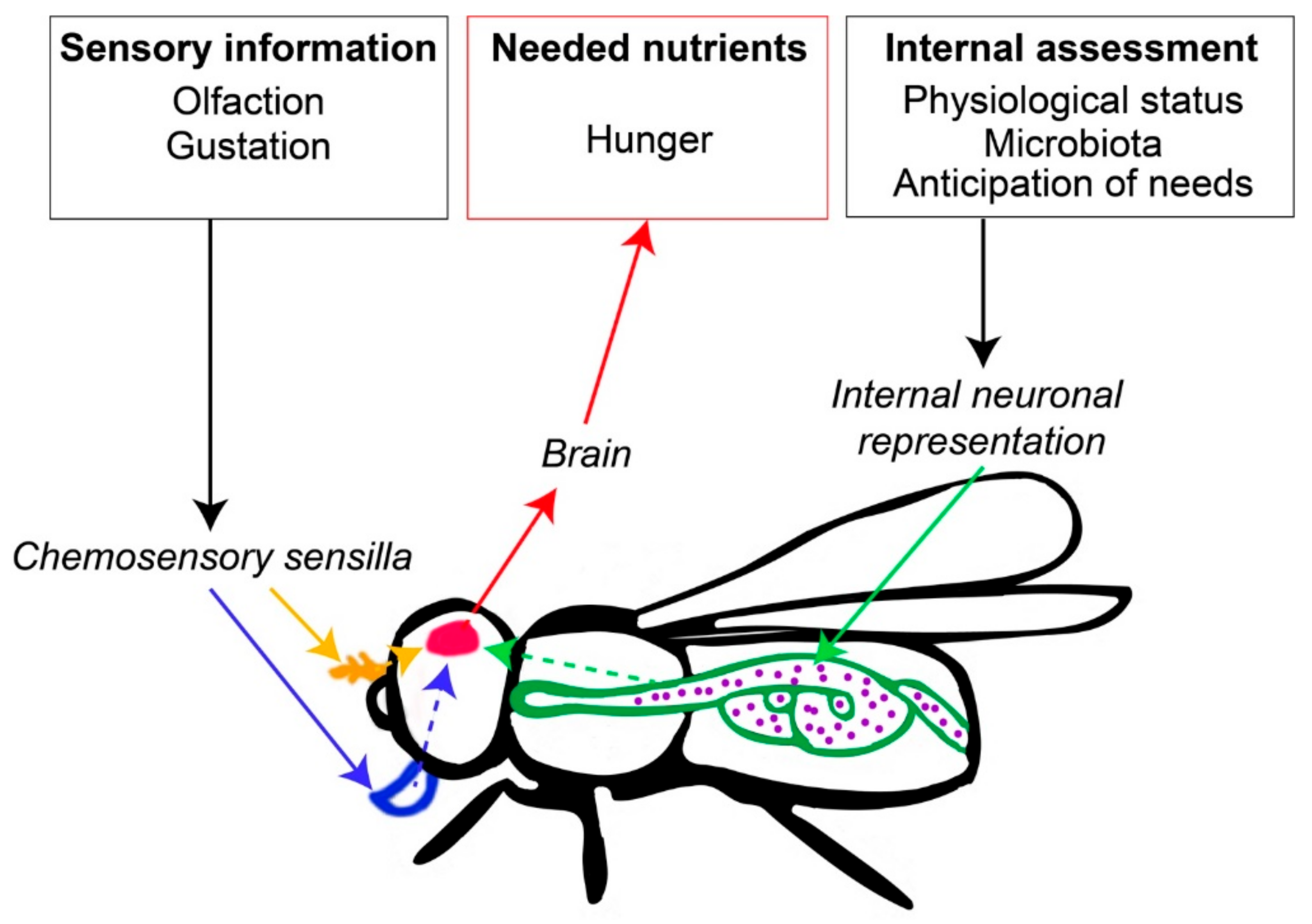 Insects 11 00053 g001