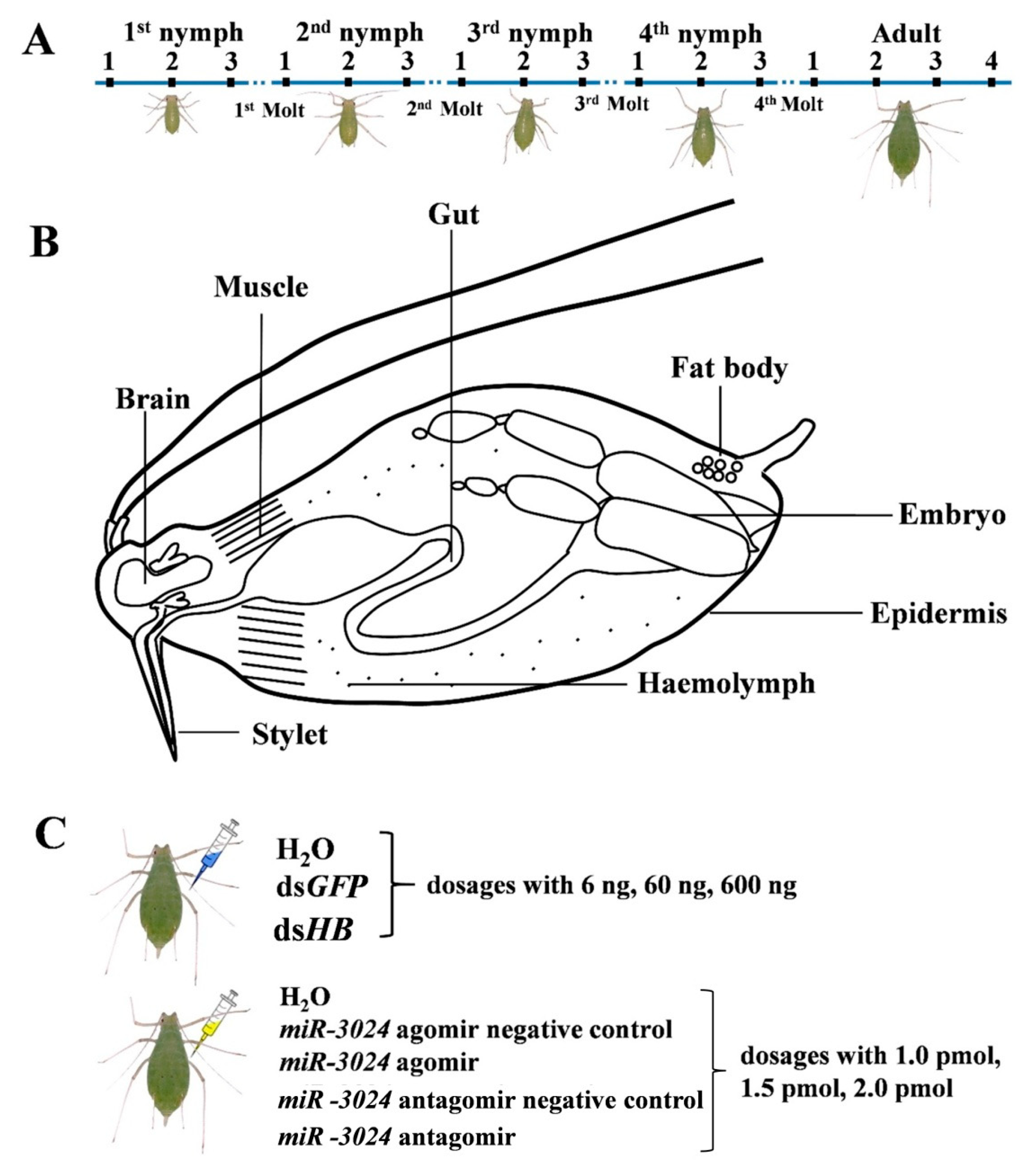 Insects 11 00070 g001 Insects 11 00070 g001