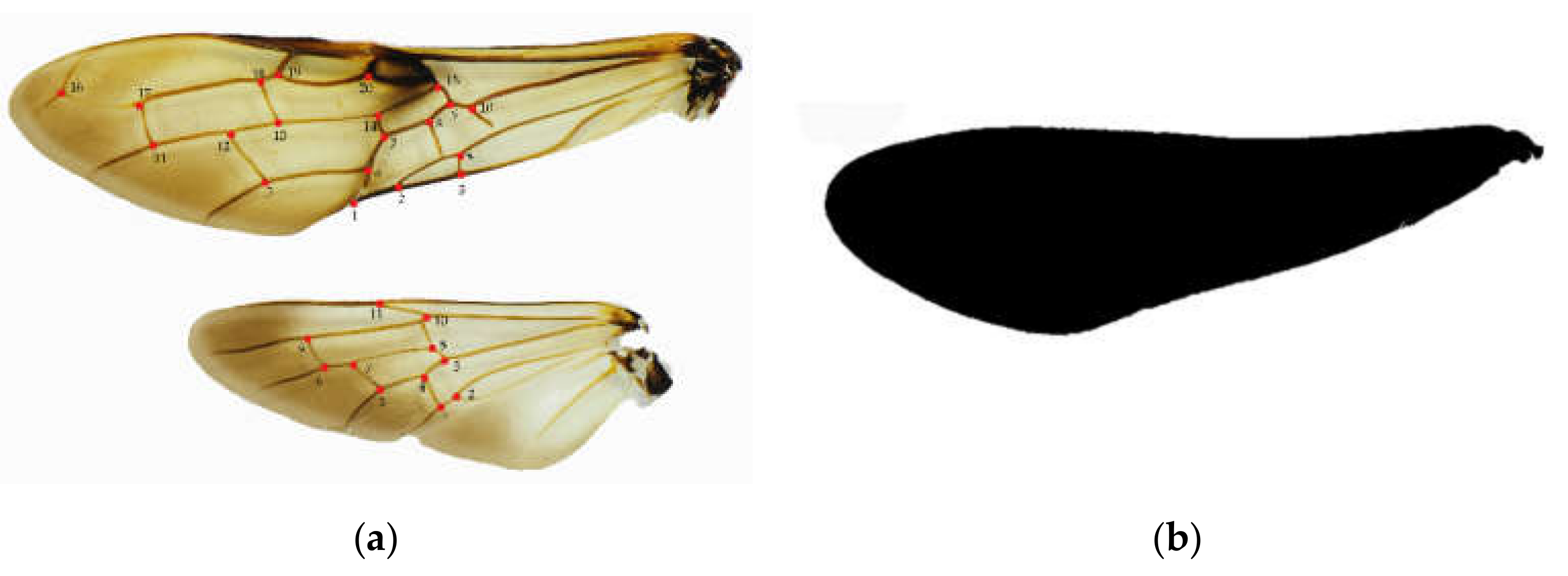 Insects 11 00084 g001