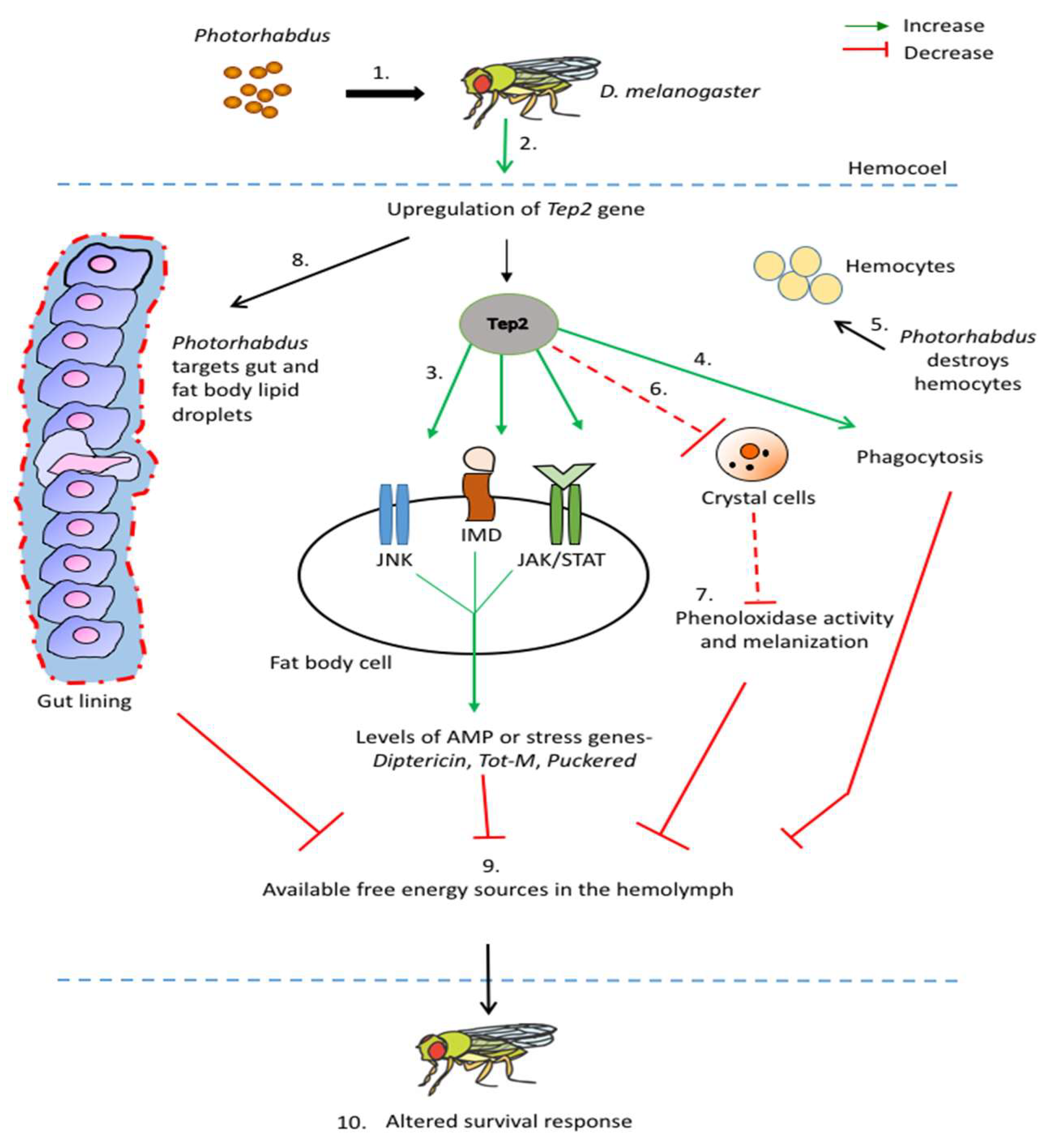 Insects 11 00085 g001