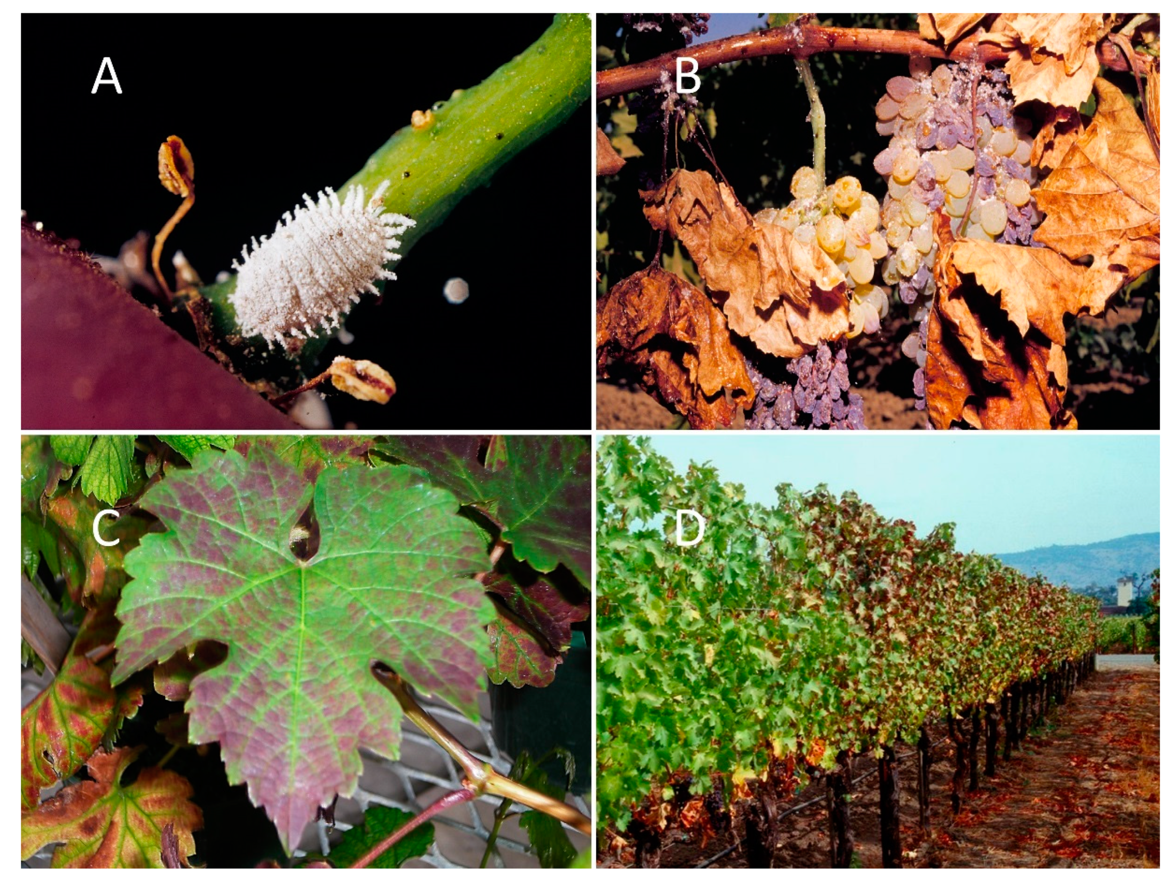 Insects 11 00086 g001