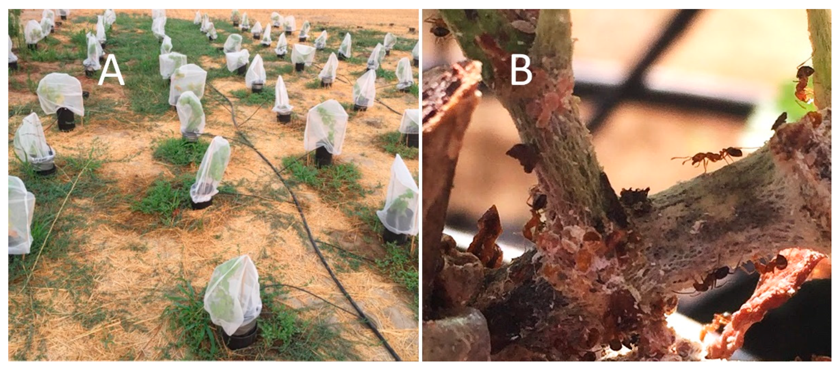 Insects 11 00086 g002