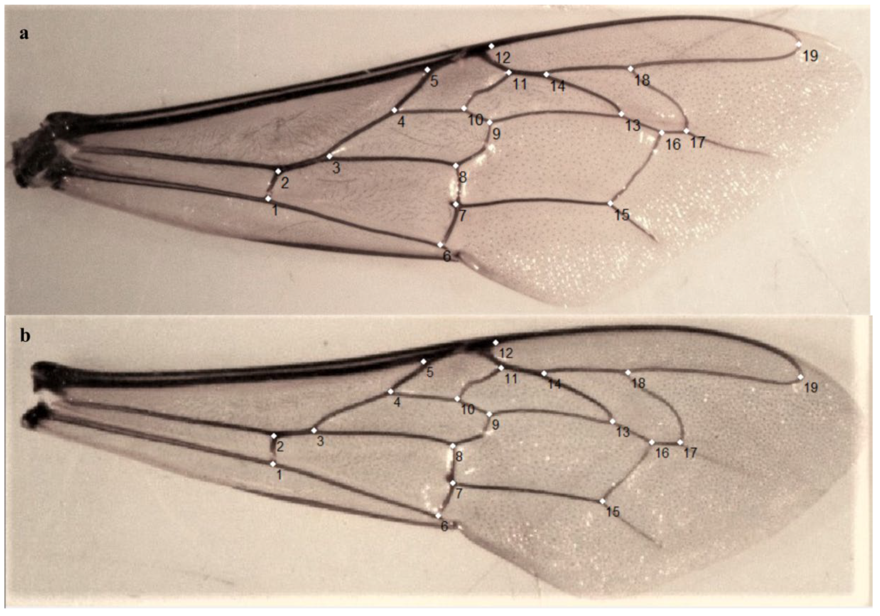 Insects 11 00089 g002