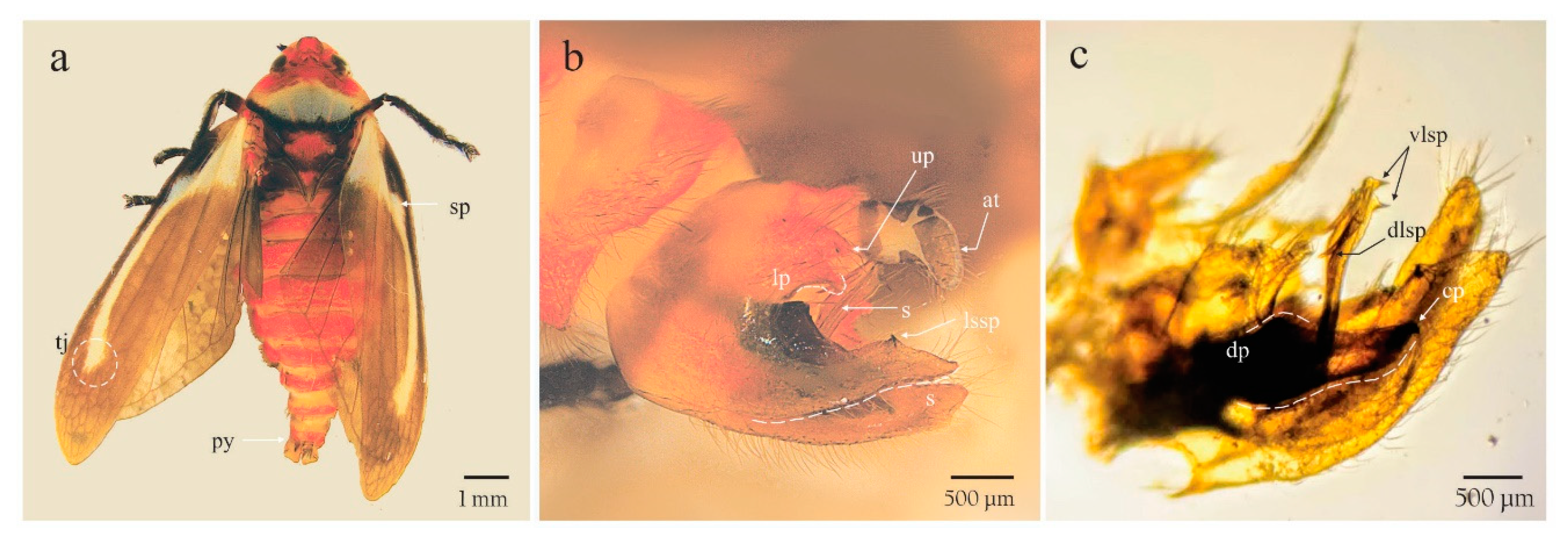 Insects 11 00096 g003