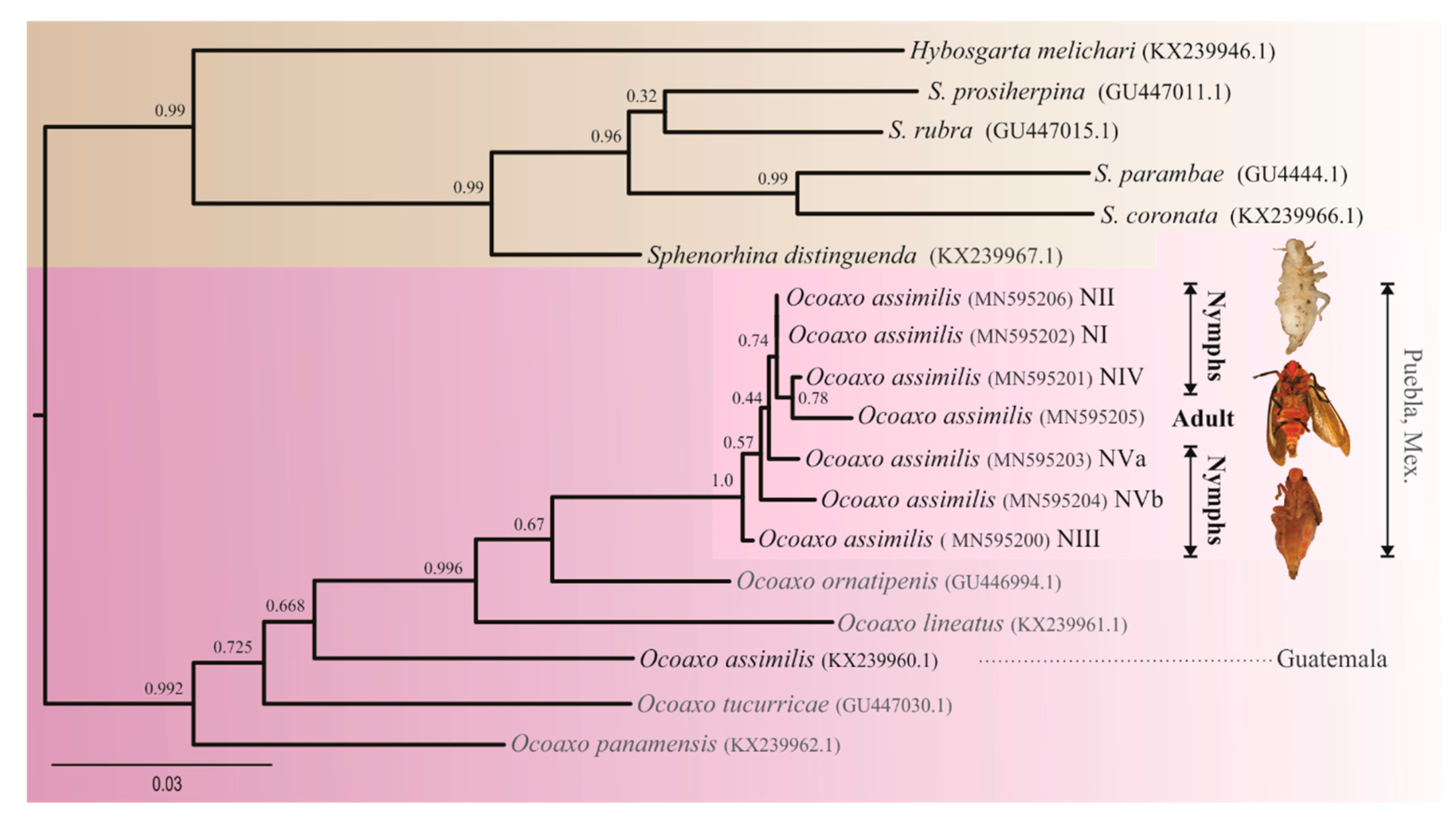Insects 11 00096 g004