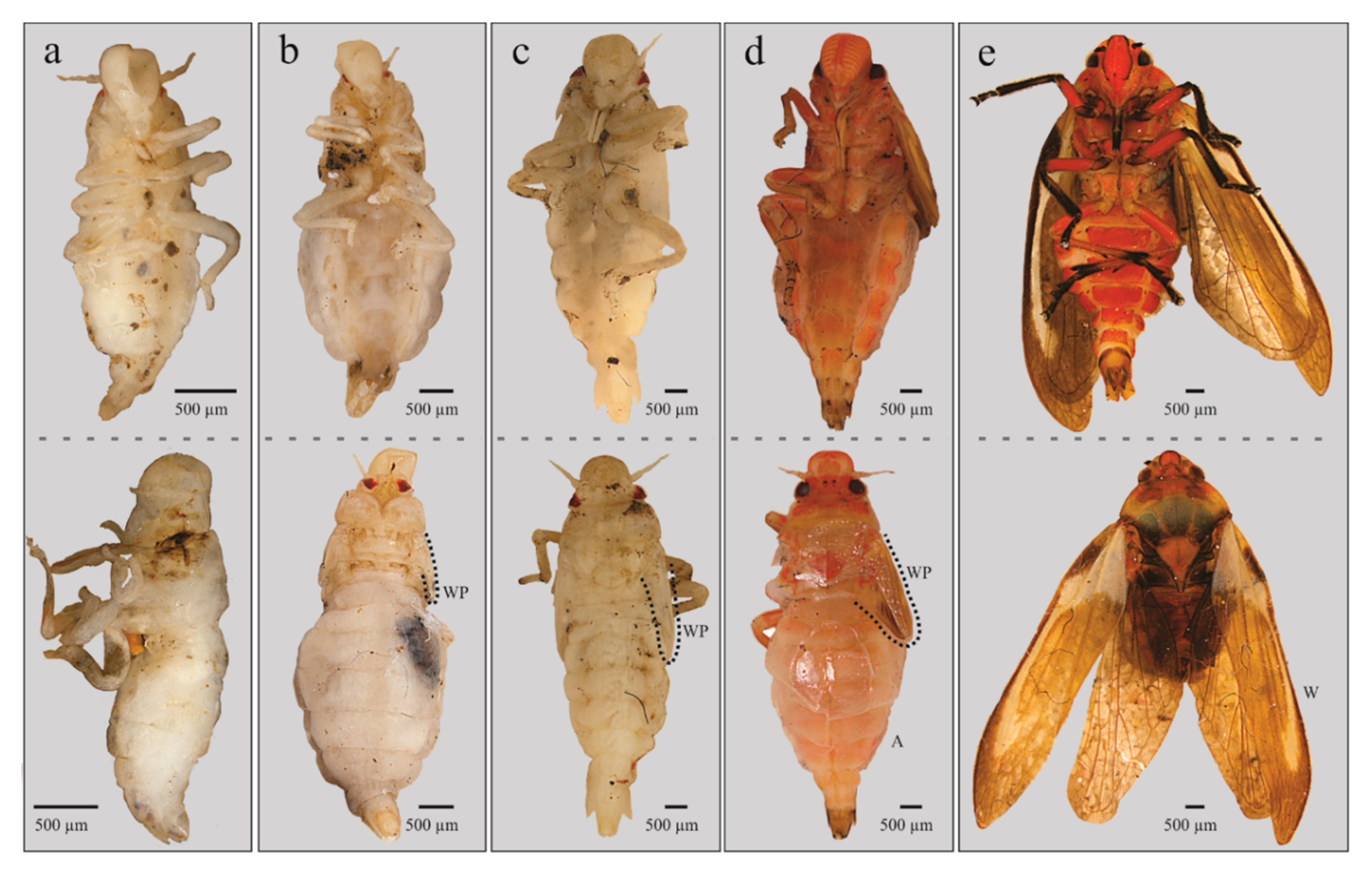 Insects 11 00096 g006