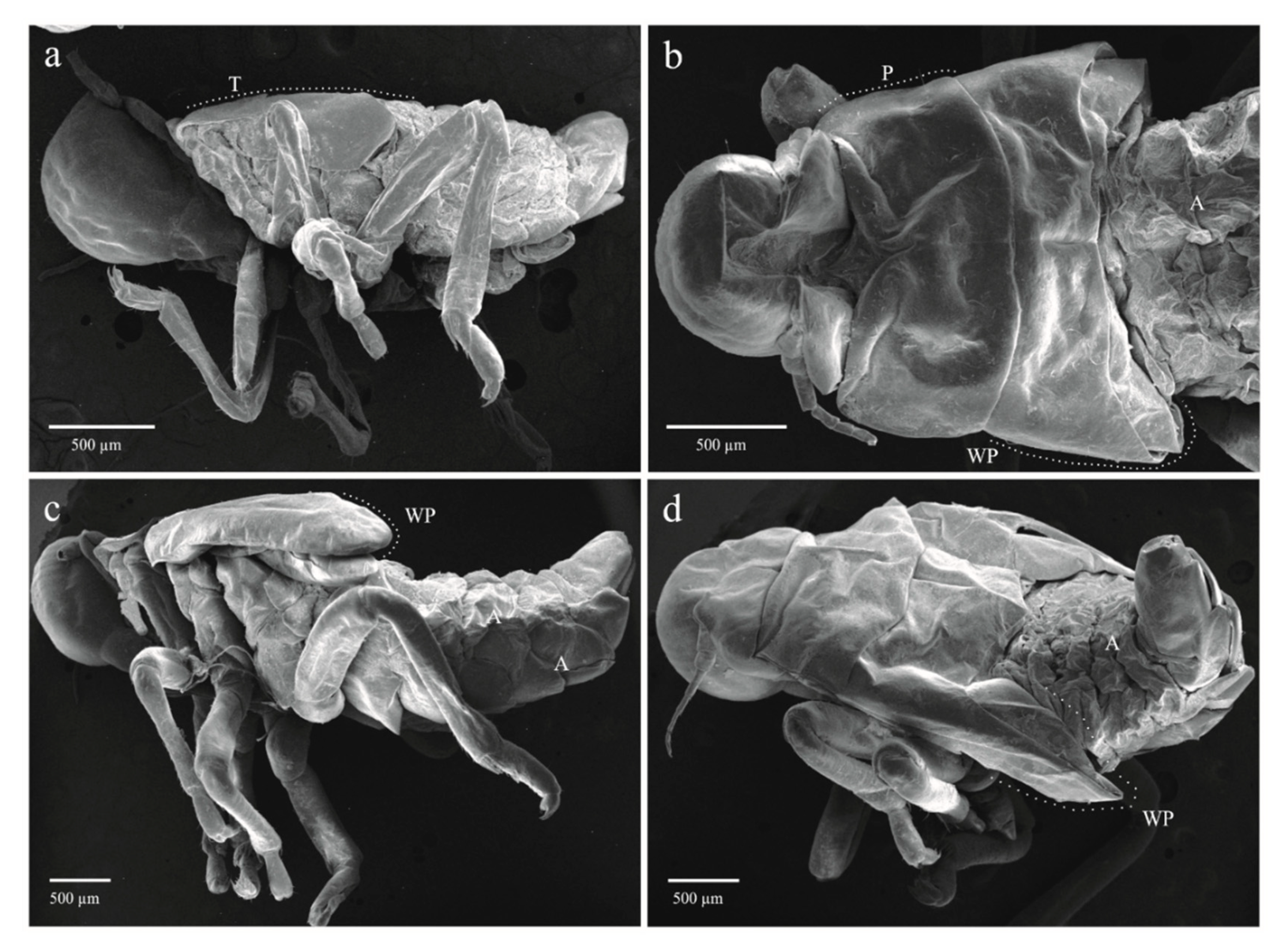 Insects 11 00096 g007
